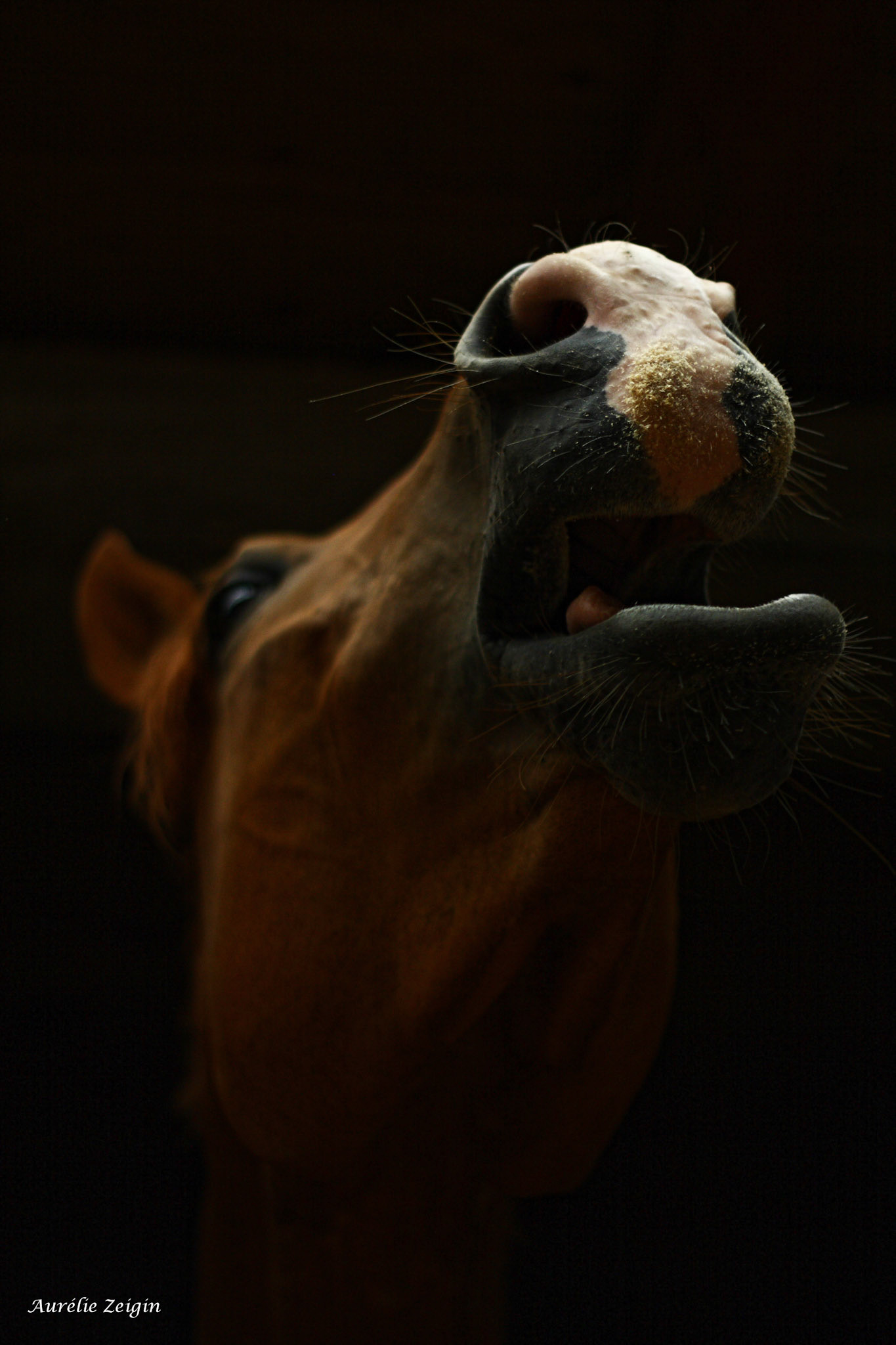 Mon Syre... Mon "poney"
