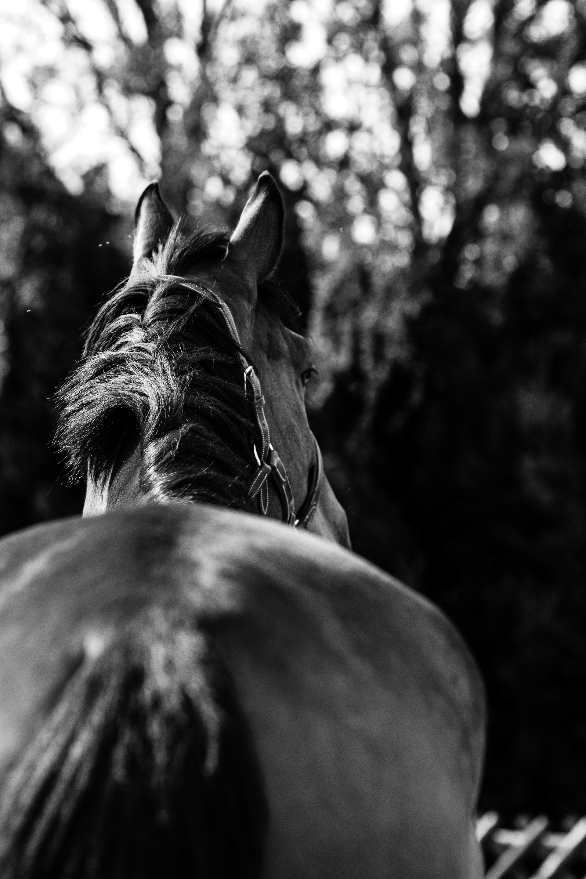 Shooting Lifetsyle Equestre