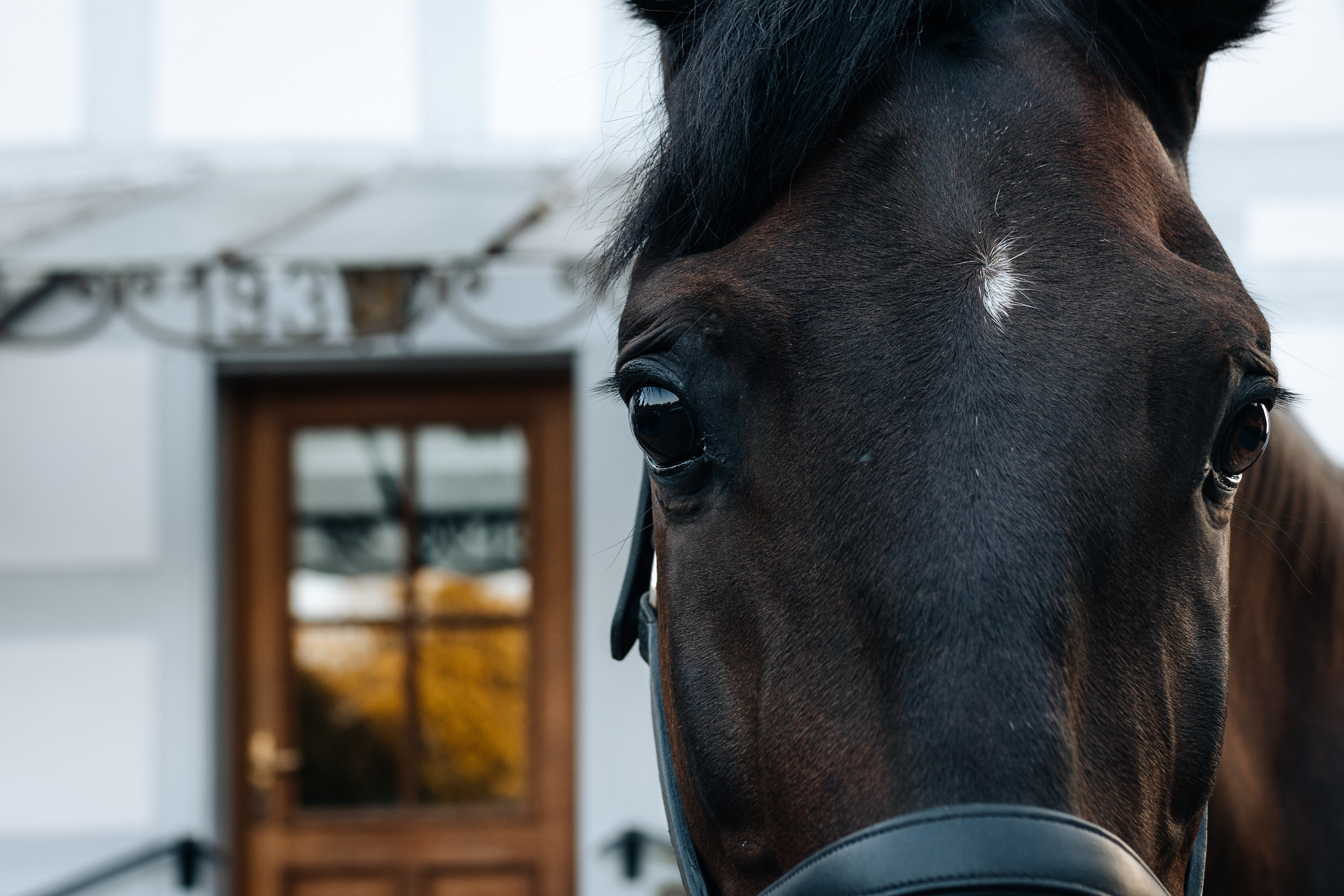 Shooting poney à domciile