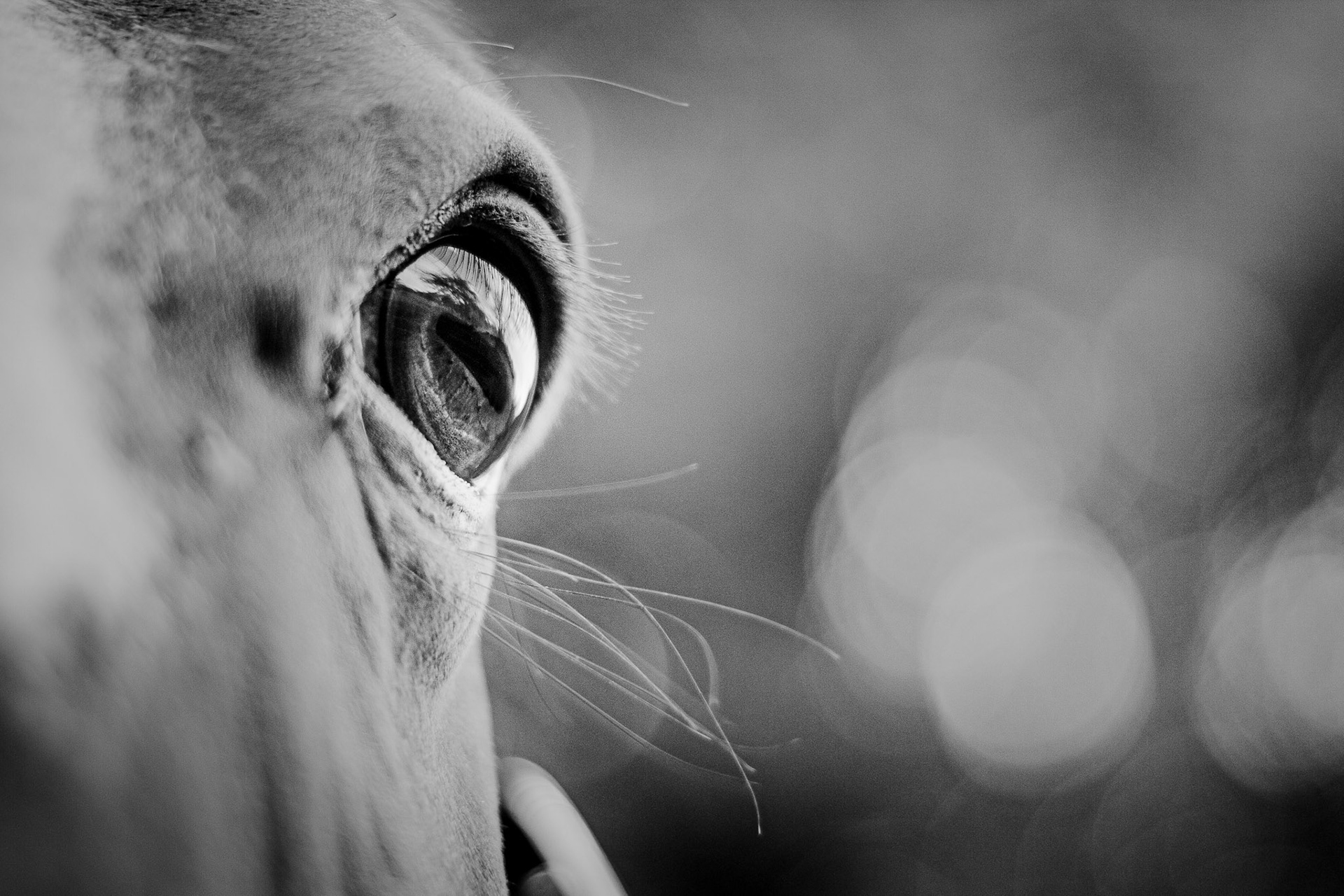 Regard et reflets