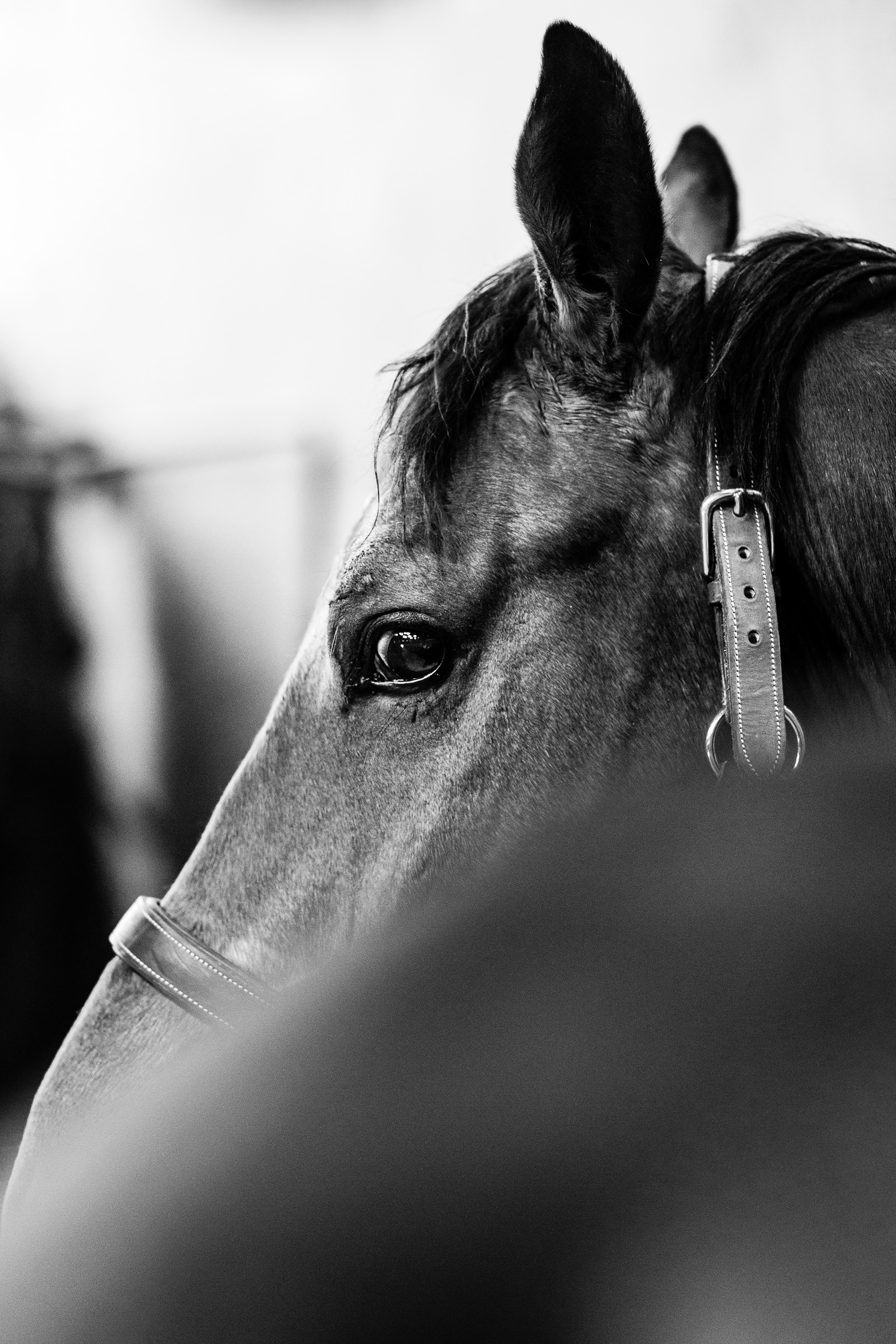 Shooting Lifetsyle Equestre