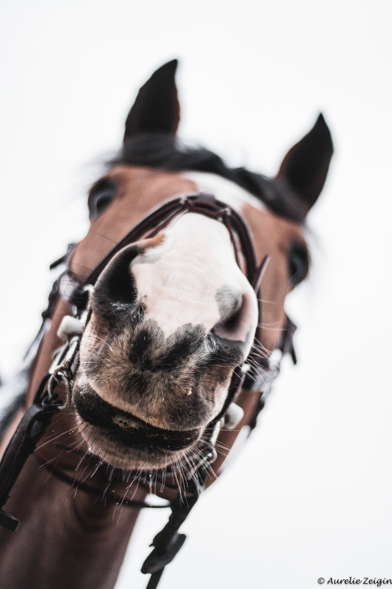 Tronche de poney