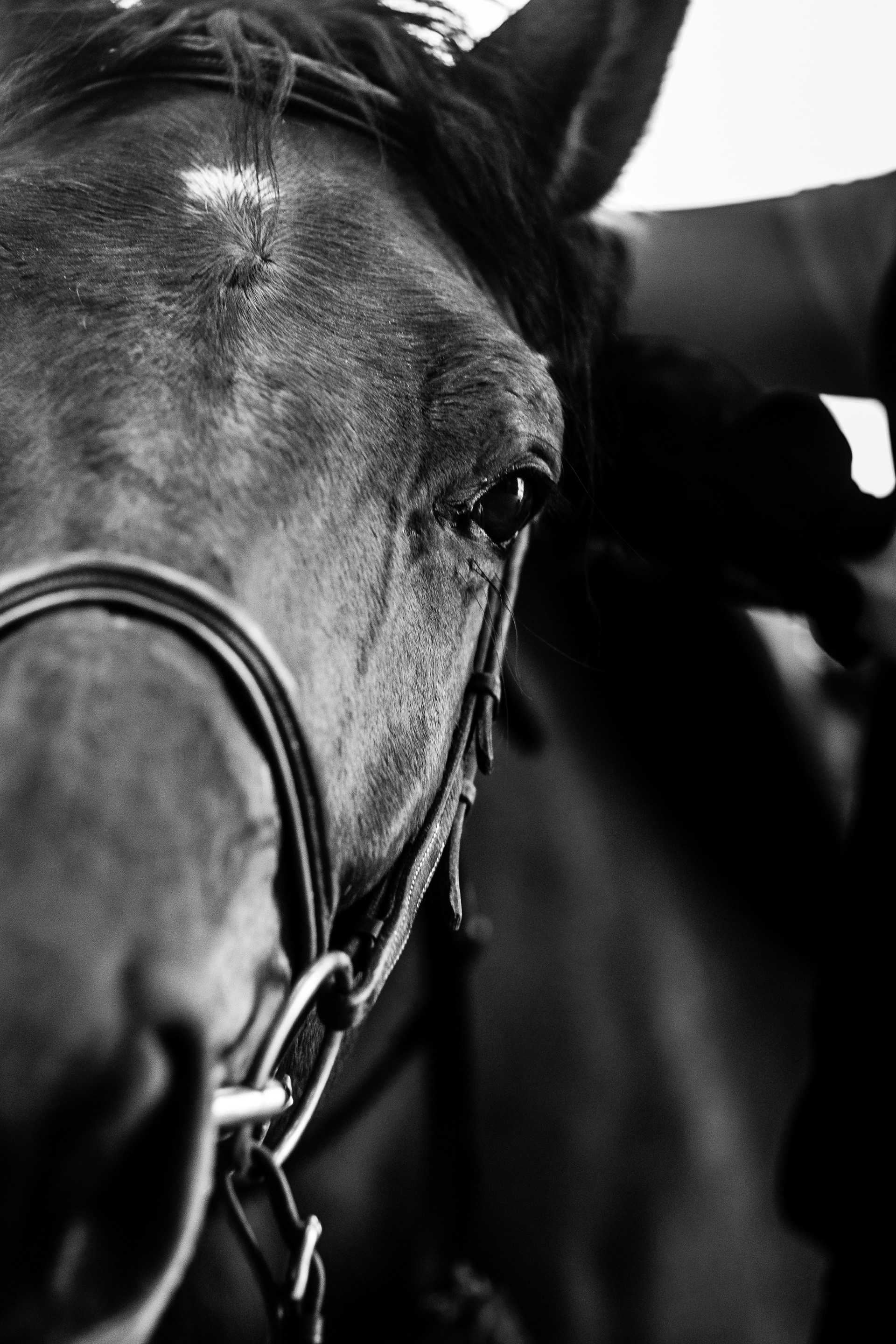 Shooting Lifetsyle Equestre