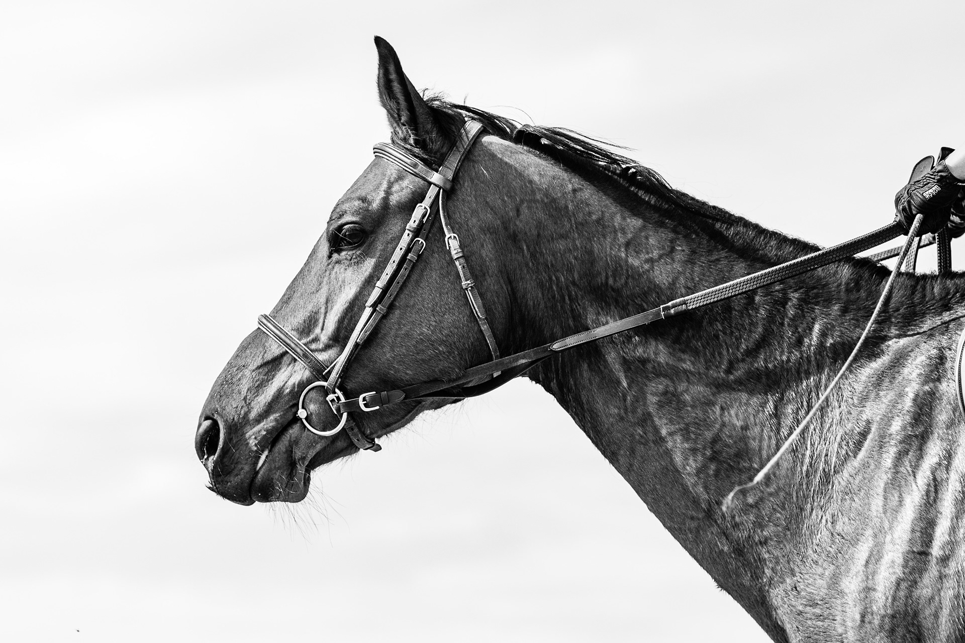 Shooting Lifetsyle Equestre
