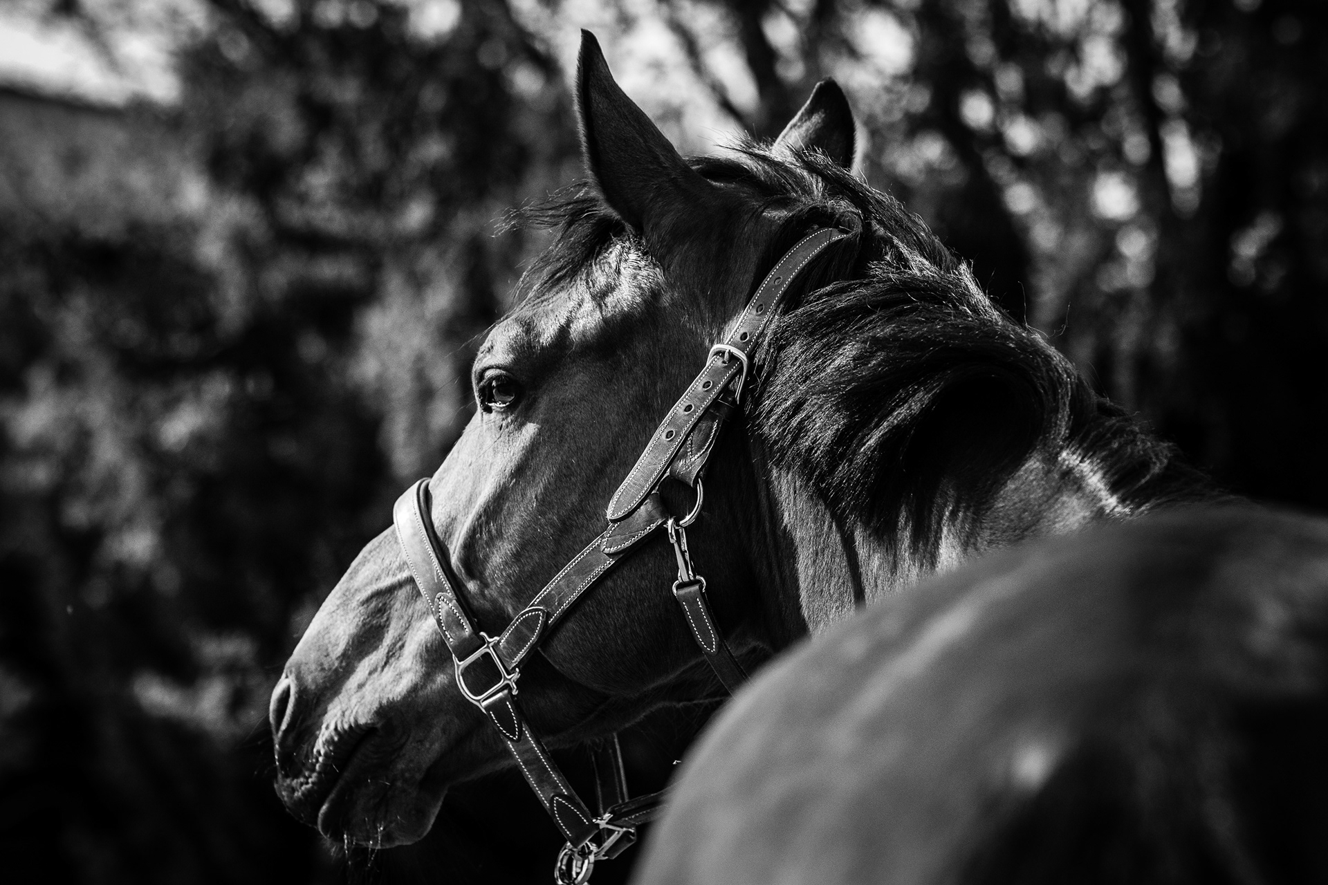 Shooting Lifetsyle Equestre