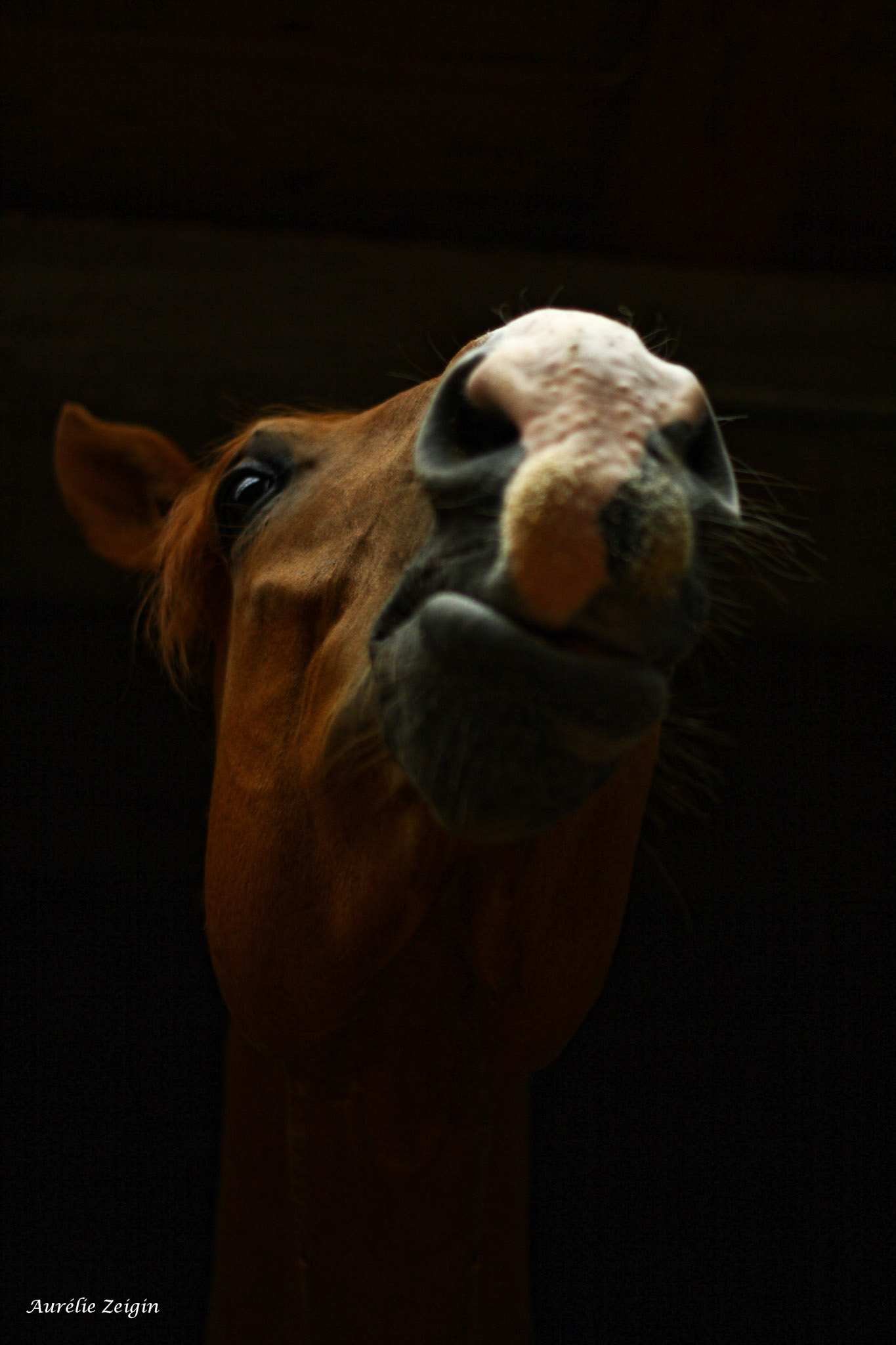 Mon Syre... Mon "poney"