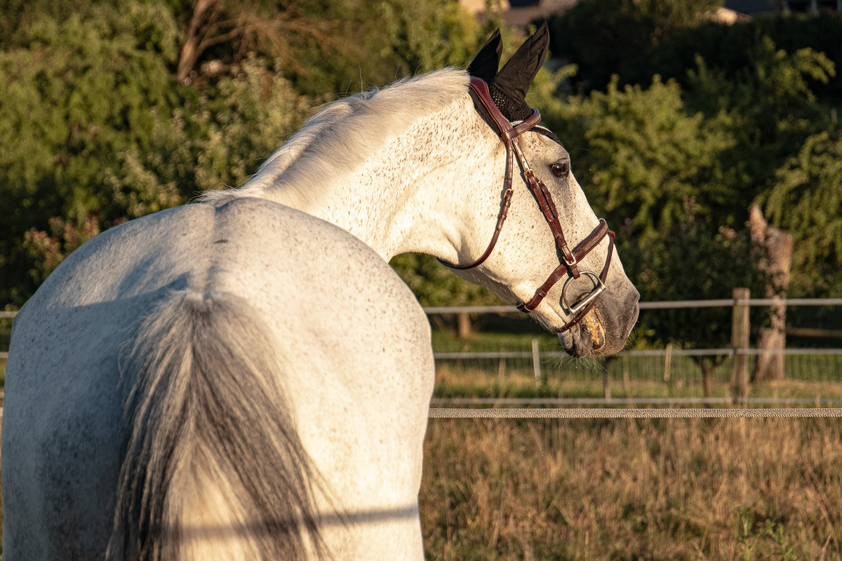 Caroline et Hélico à l'écurie Anstett Juin 2020 Reitwiller Juin 2020