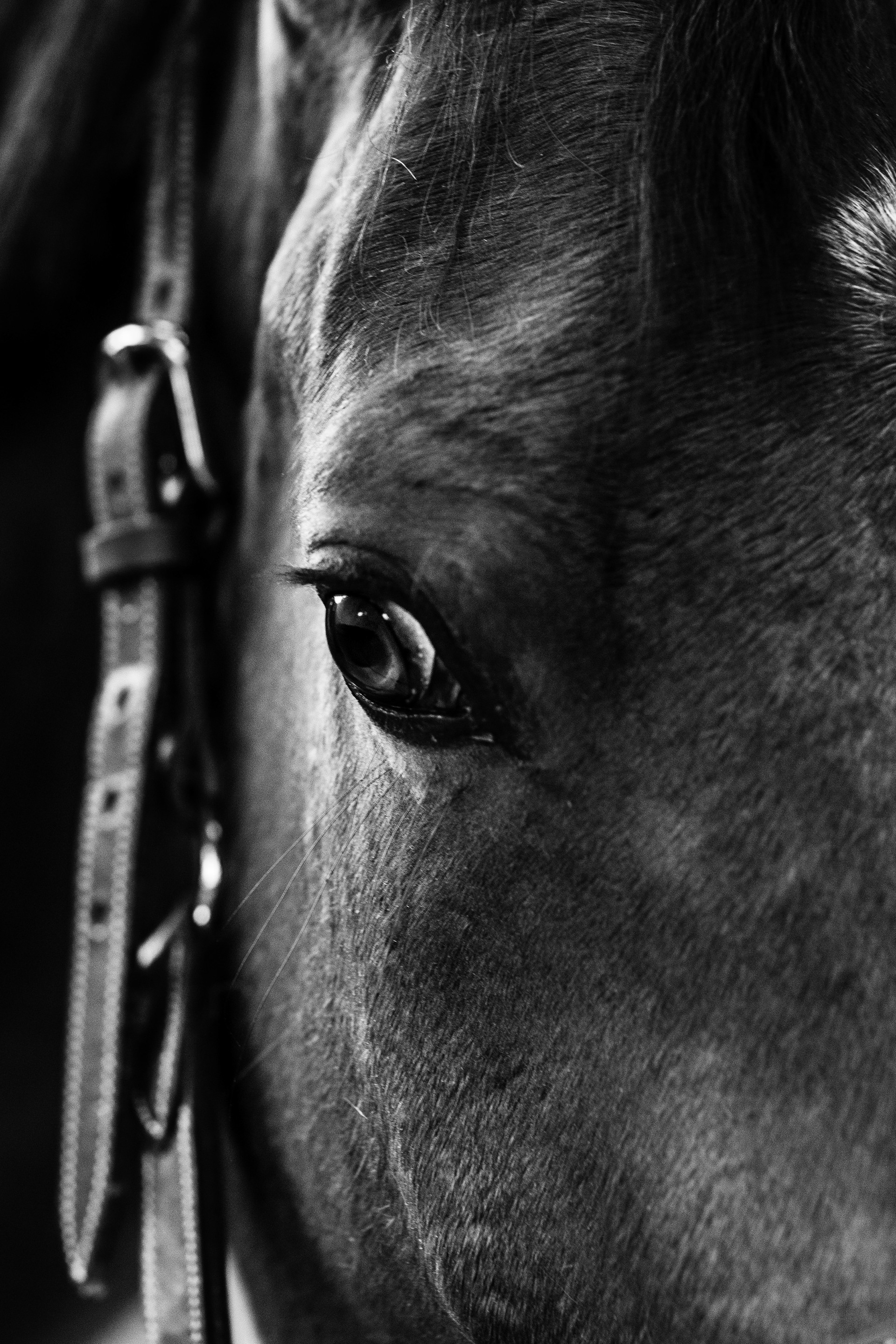 Shooting Lifetsyle Equestre