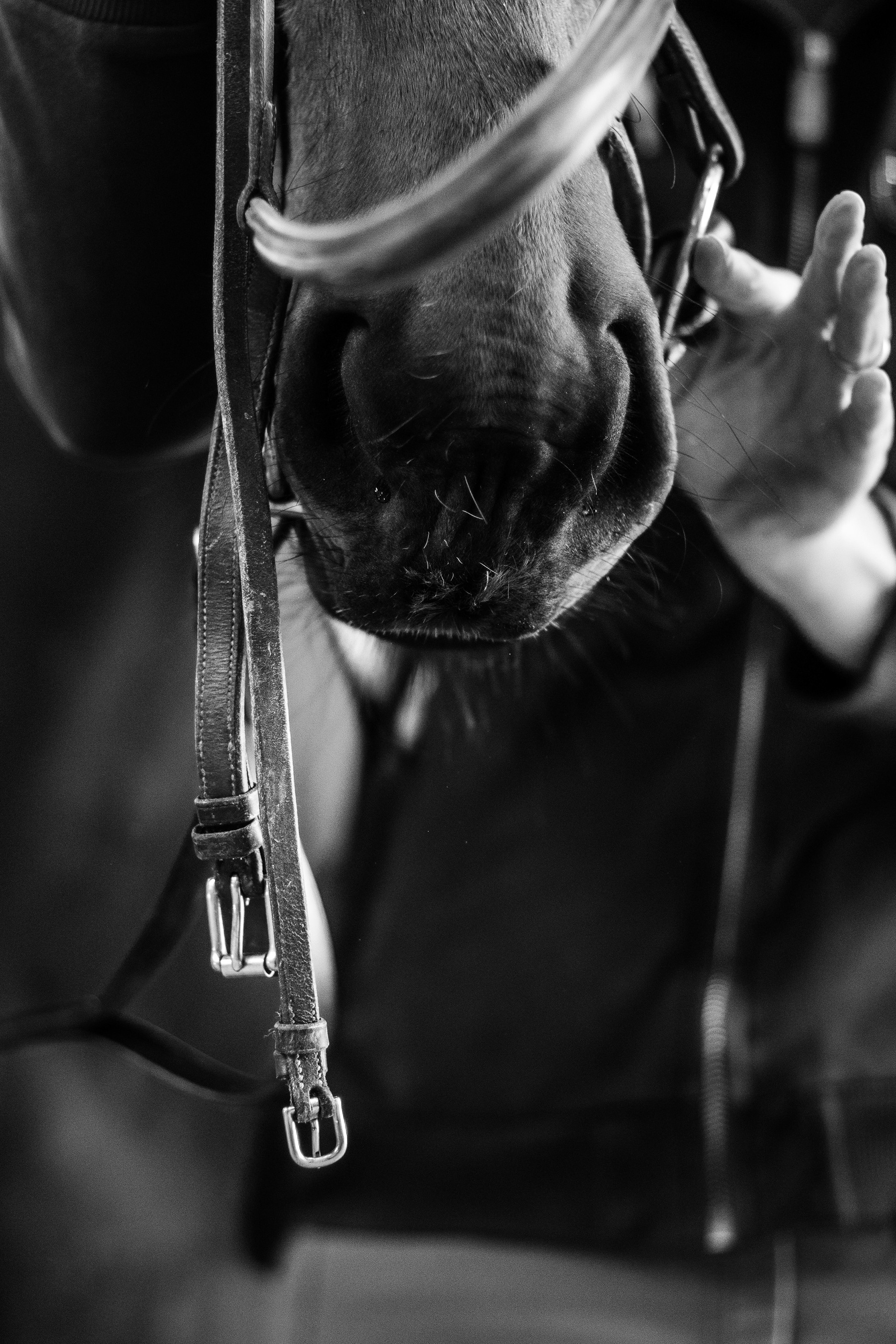 Shooting Lifetsyle Equestre