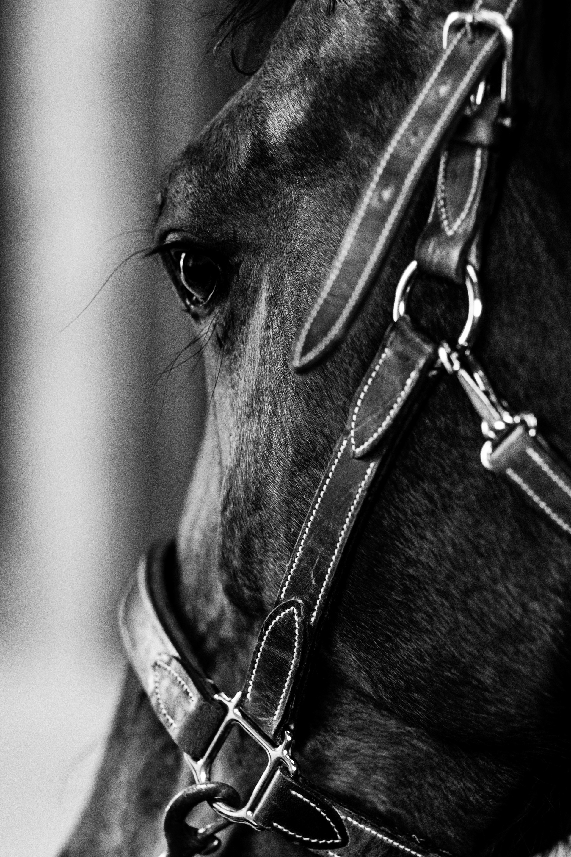 Shooting Lifetsyle Equestre