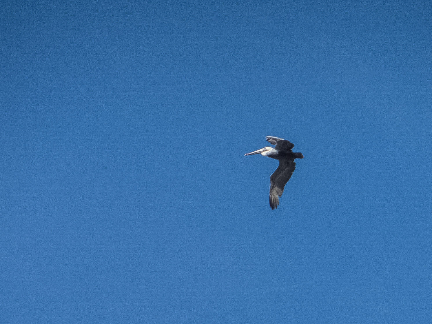 Asilomar State Beach