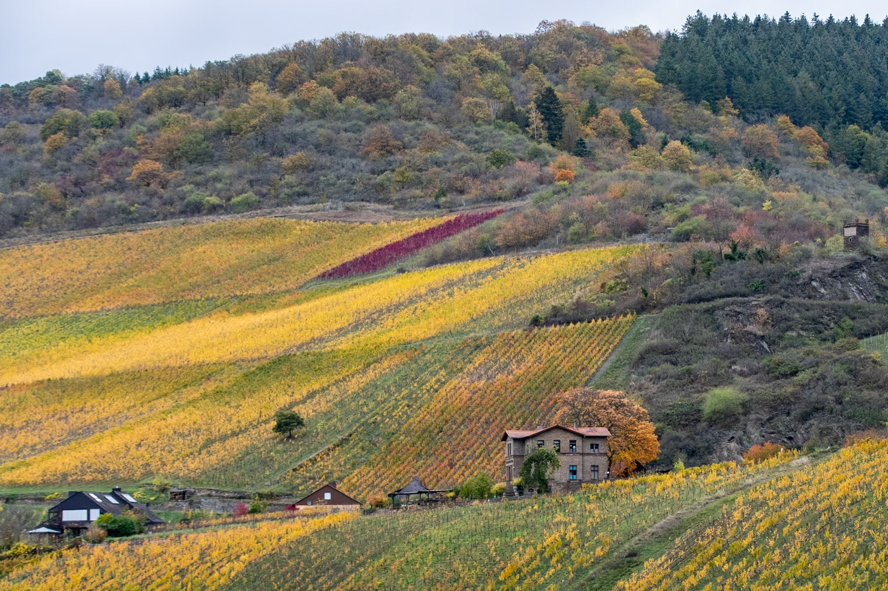 Castles Along the Rhine