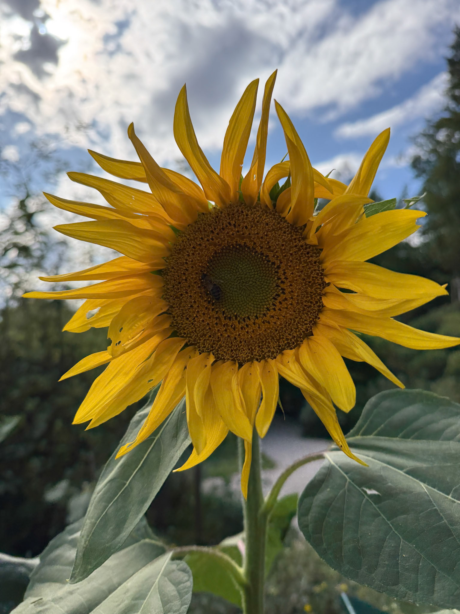 Sunflower - St. Pölten, Austria