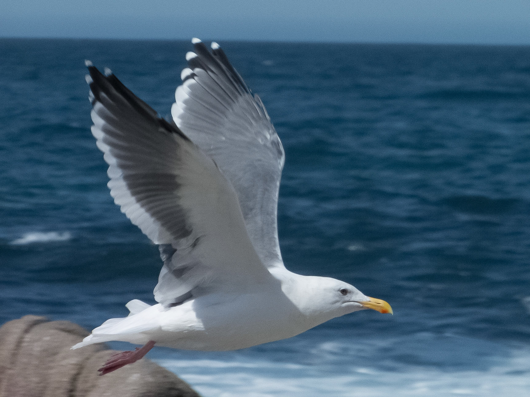 Asilomar State Beach