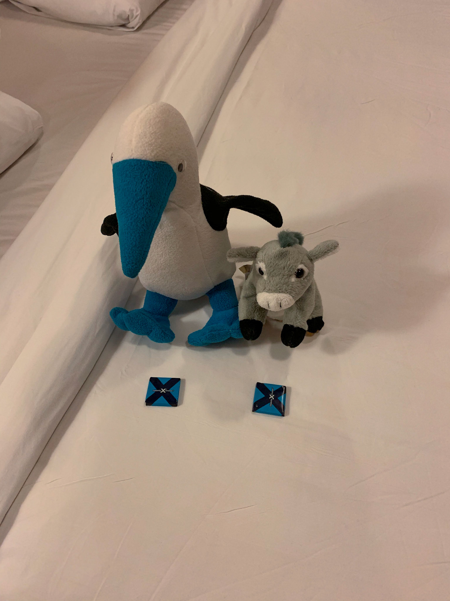 Xavier made a new friend in Guernsey.