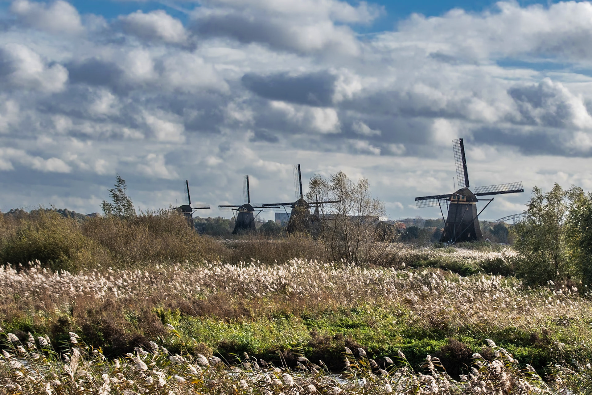 Kinderdijk Windmill Tour