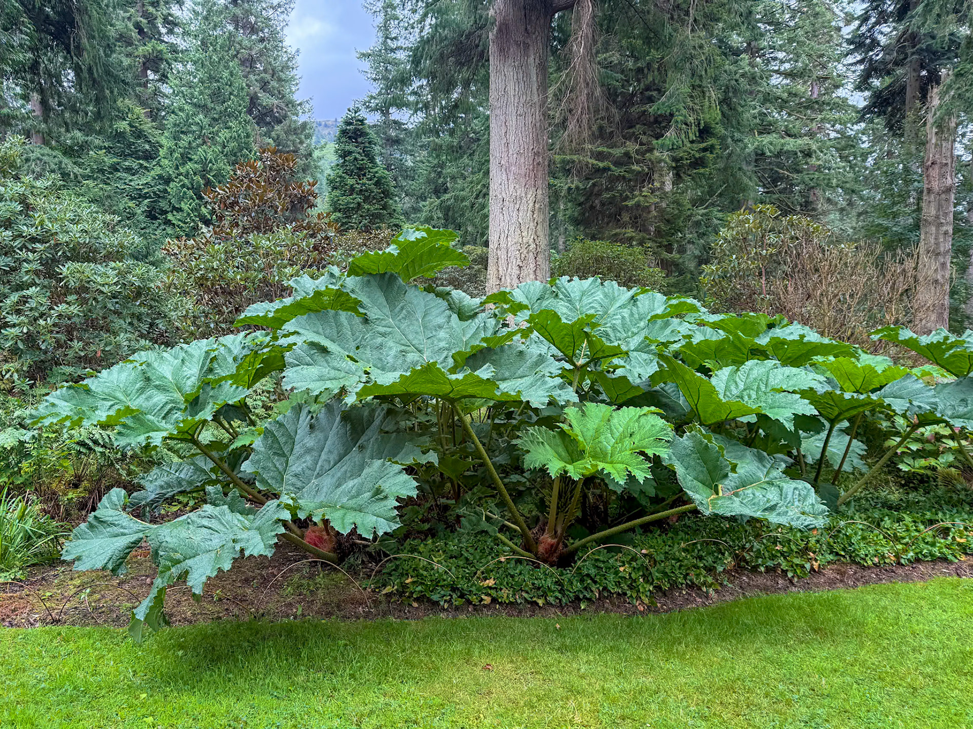 Benmore Botanic Garden.