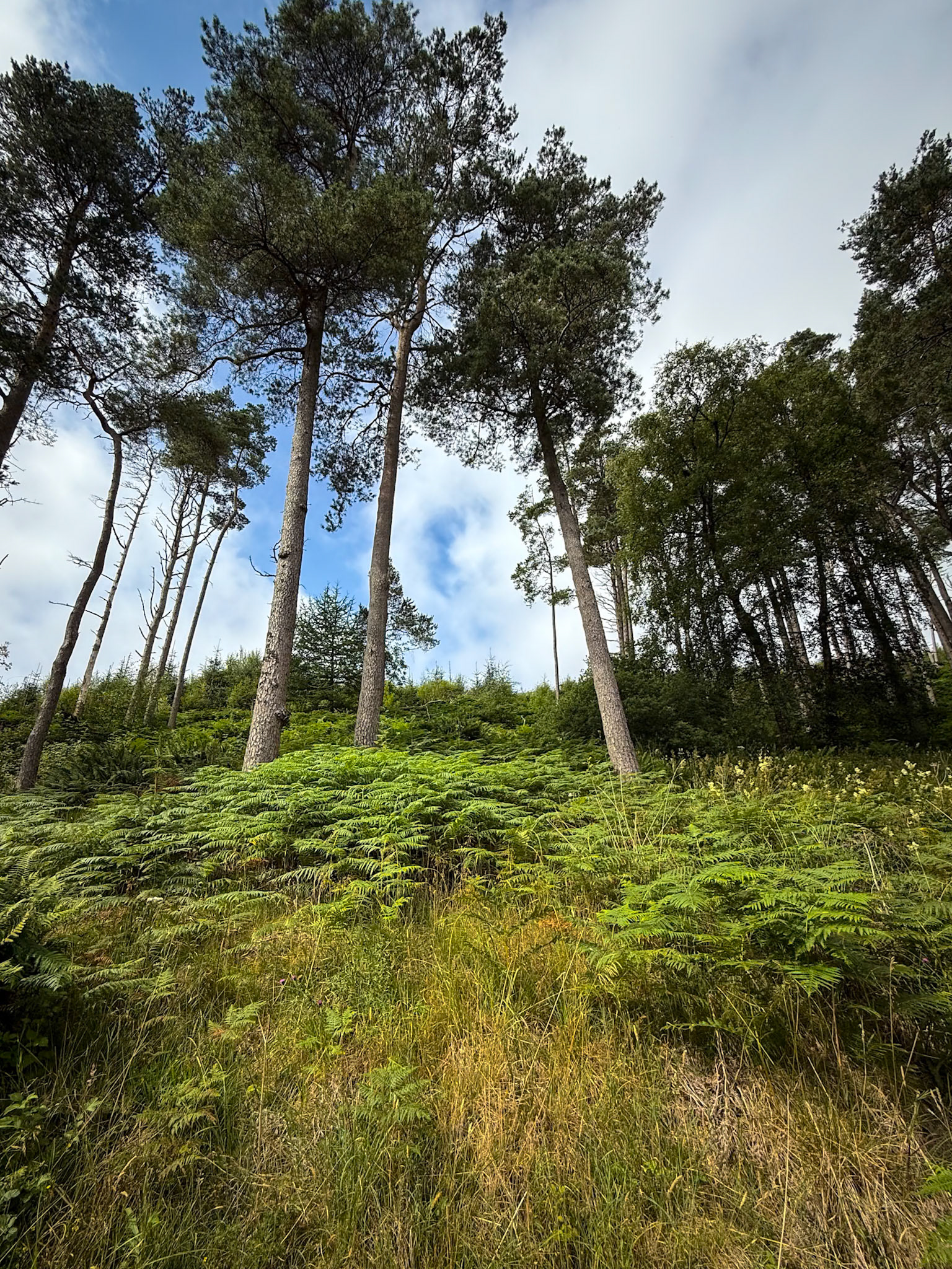 Forest near Drumlanrig Castle.