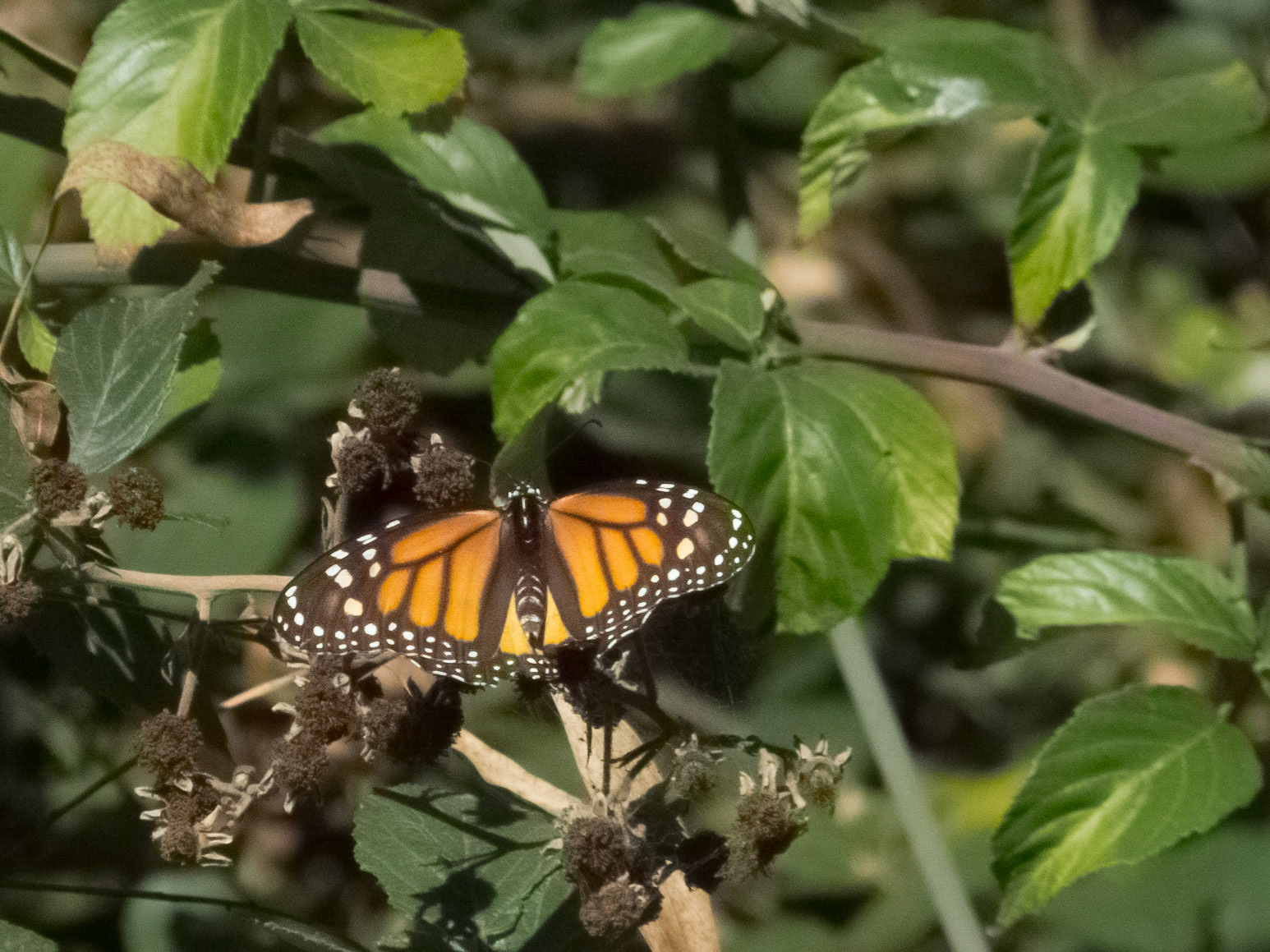 Natural Bridges State Beach