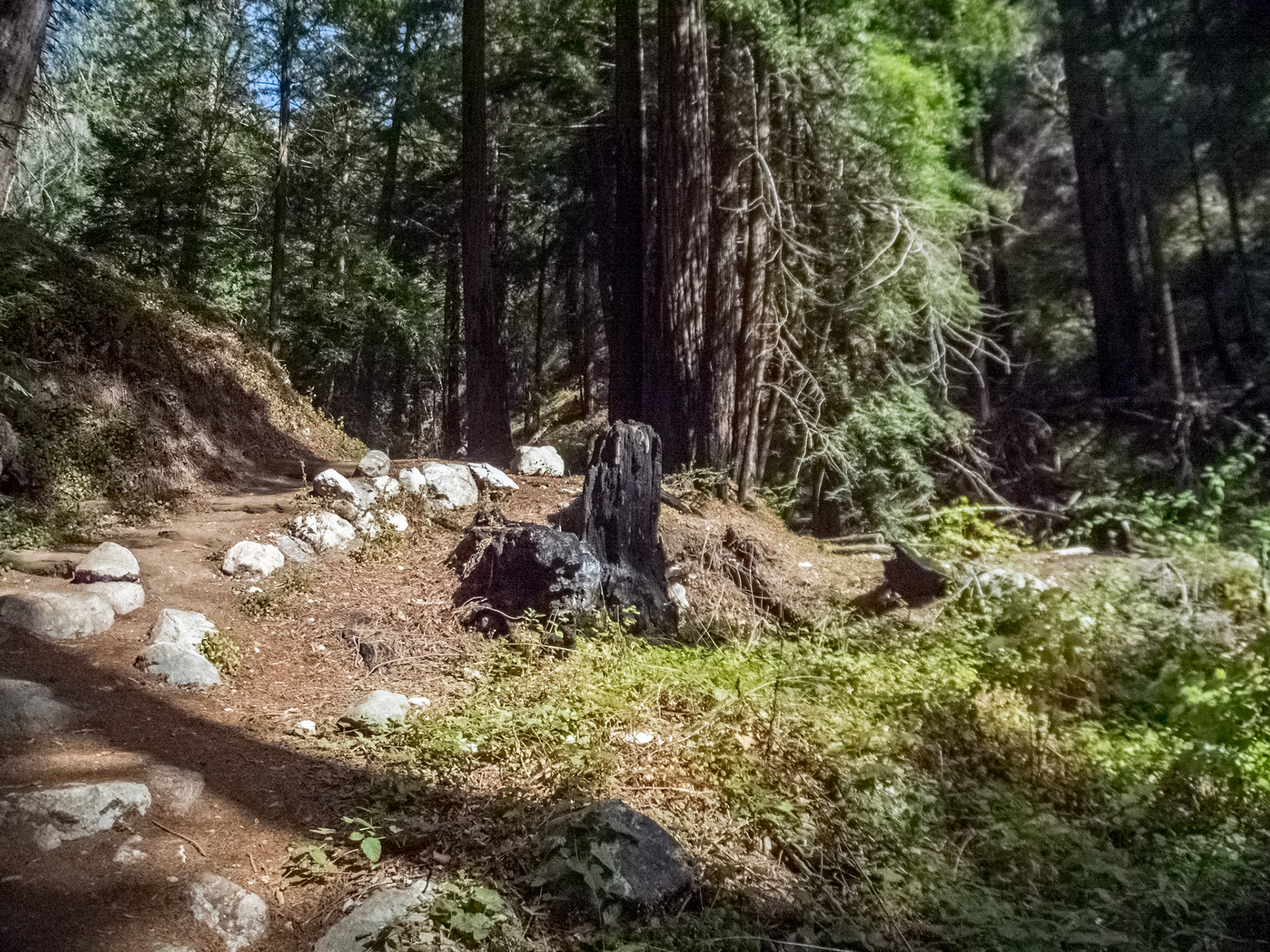 Limekiln Trails -Big Sur