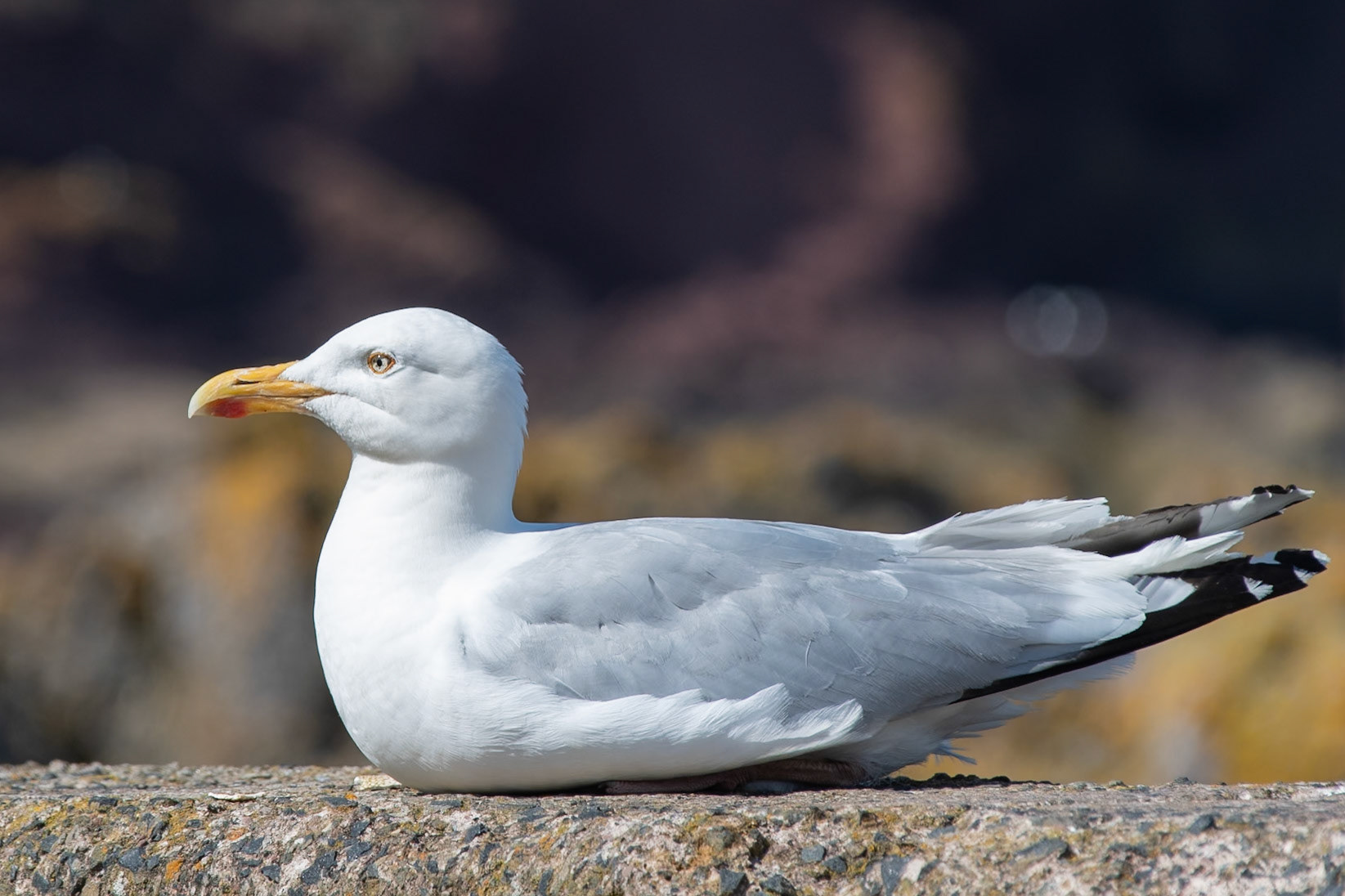 Lindisfarne Castle, Holy Island.
