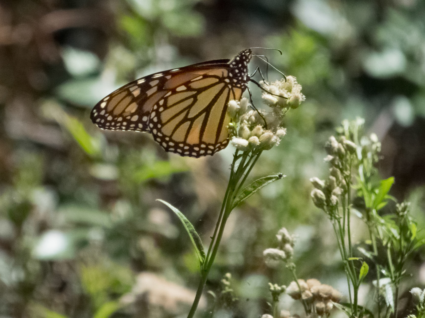 Natural Bridges State Beach
