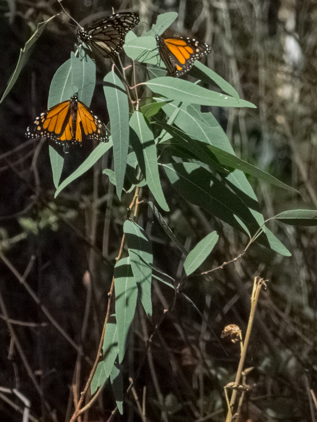 Natural Bridges State Beach