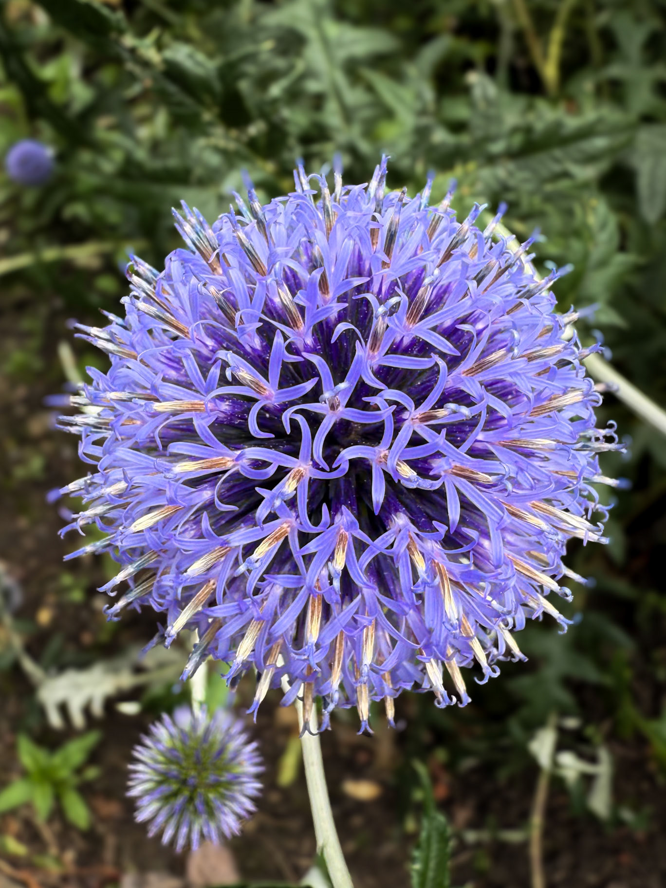 Glasgow Botanic Gardens.