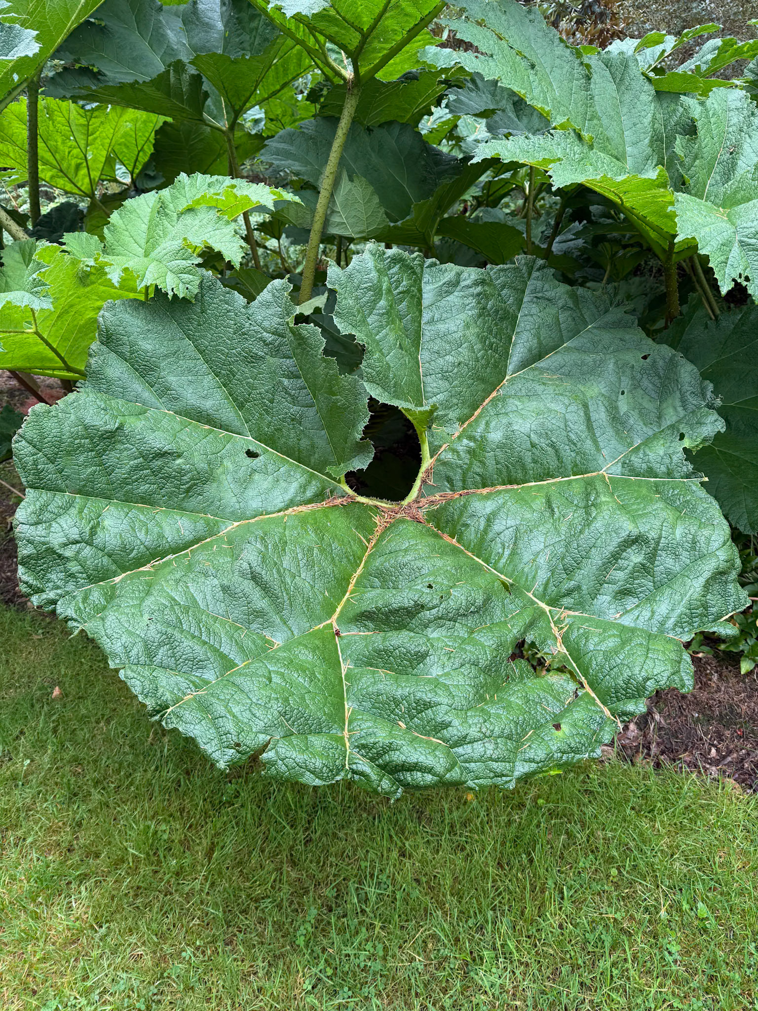 Benmore Botanic Garden.