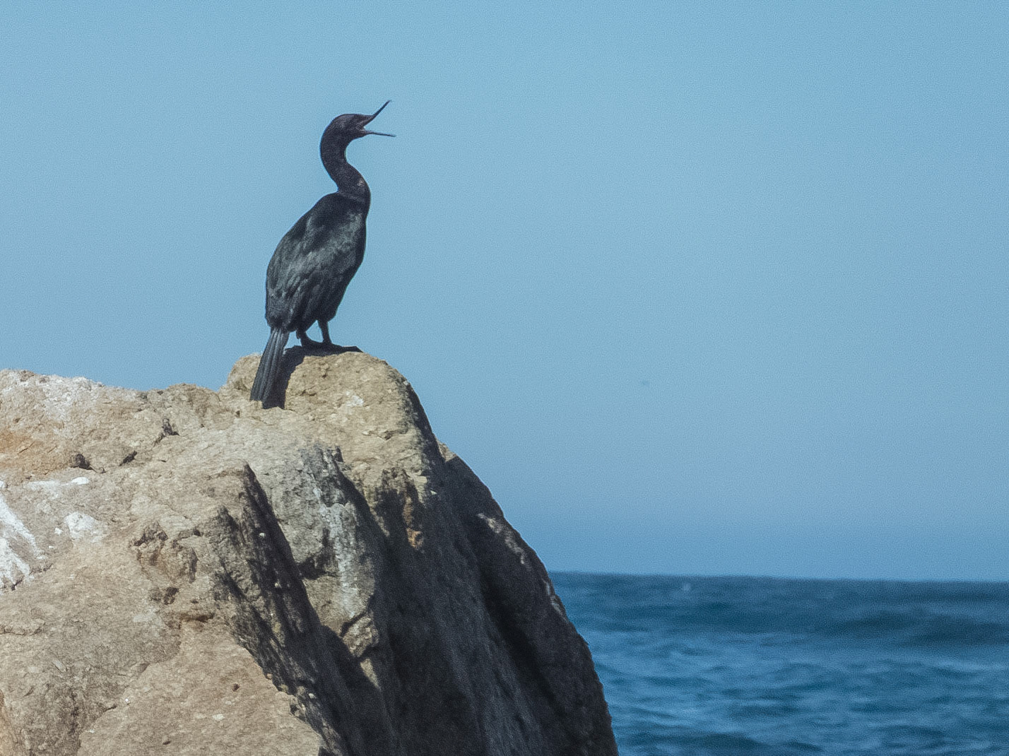 Asilomar State Beach