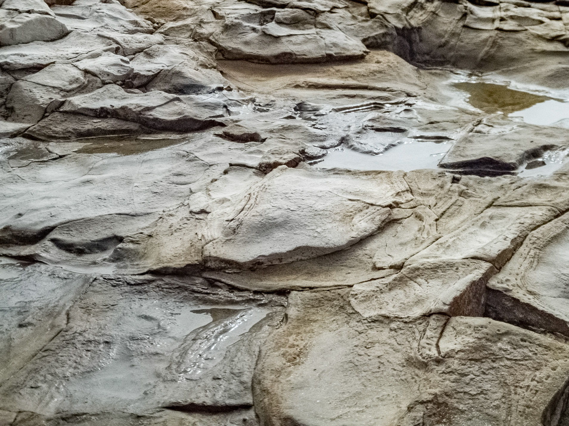 Natural Bridges State Beach