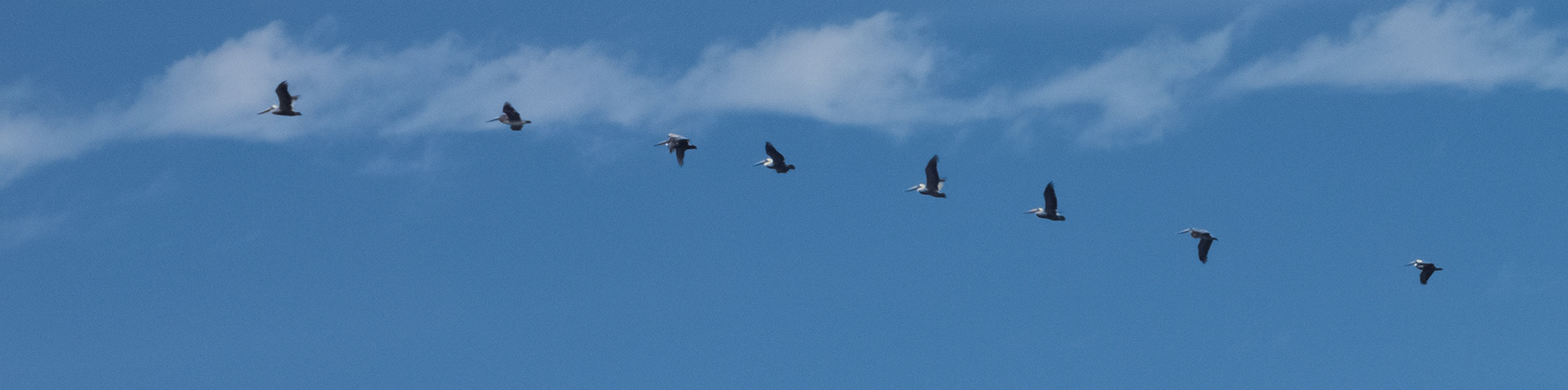 Asilomar State Beach