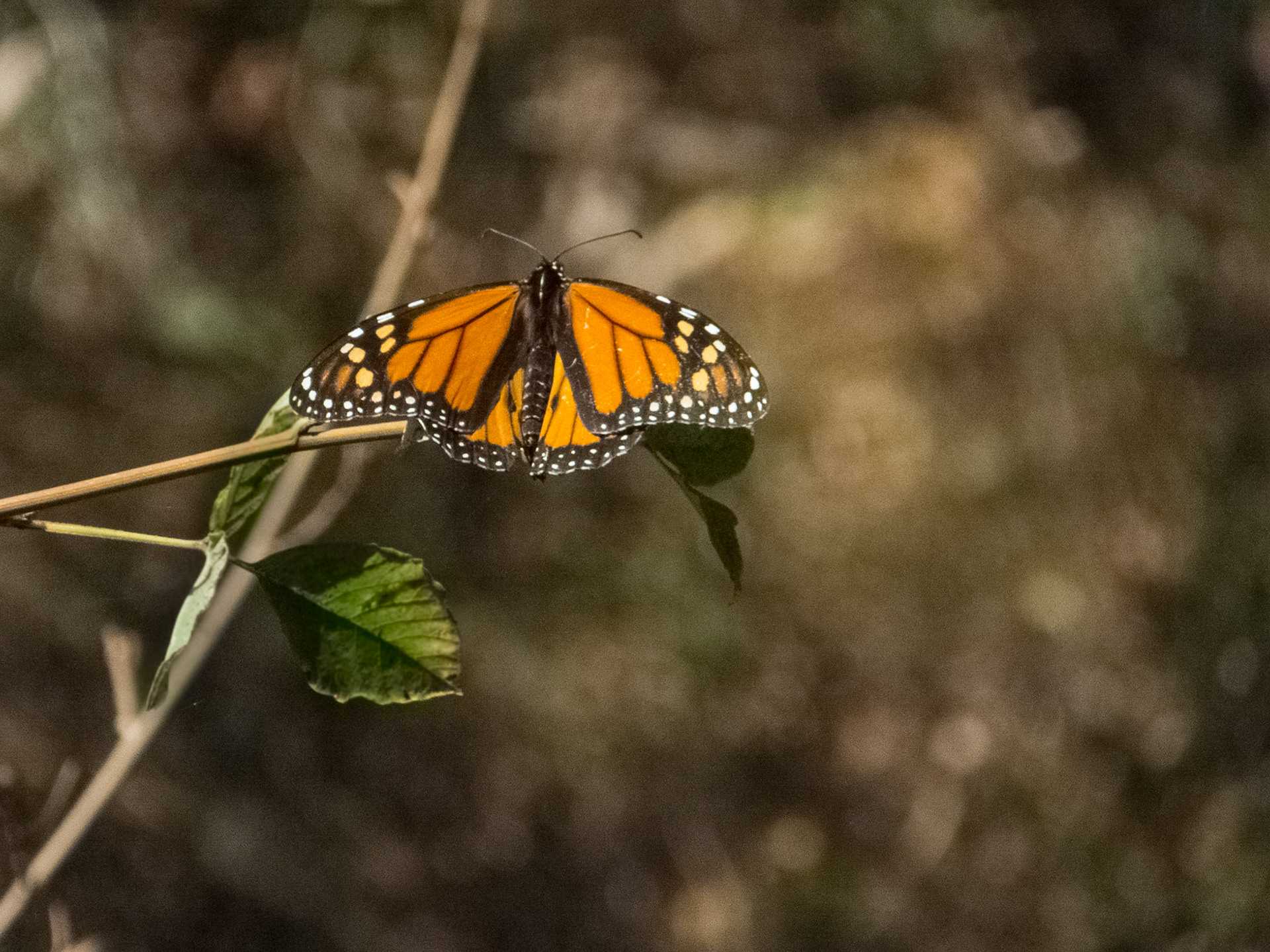 Natural Bridges State Beach