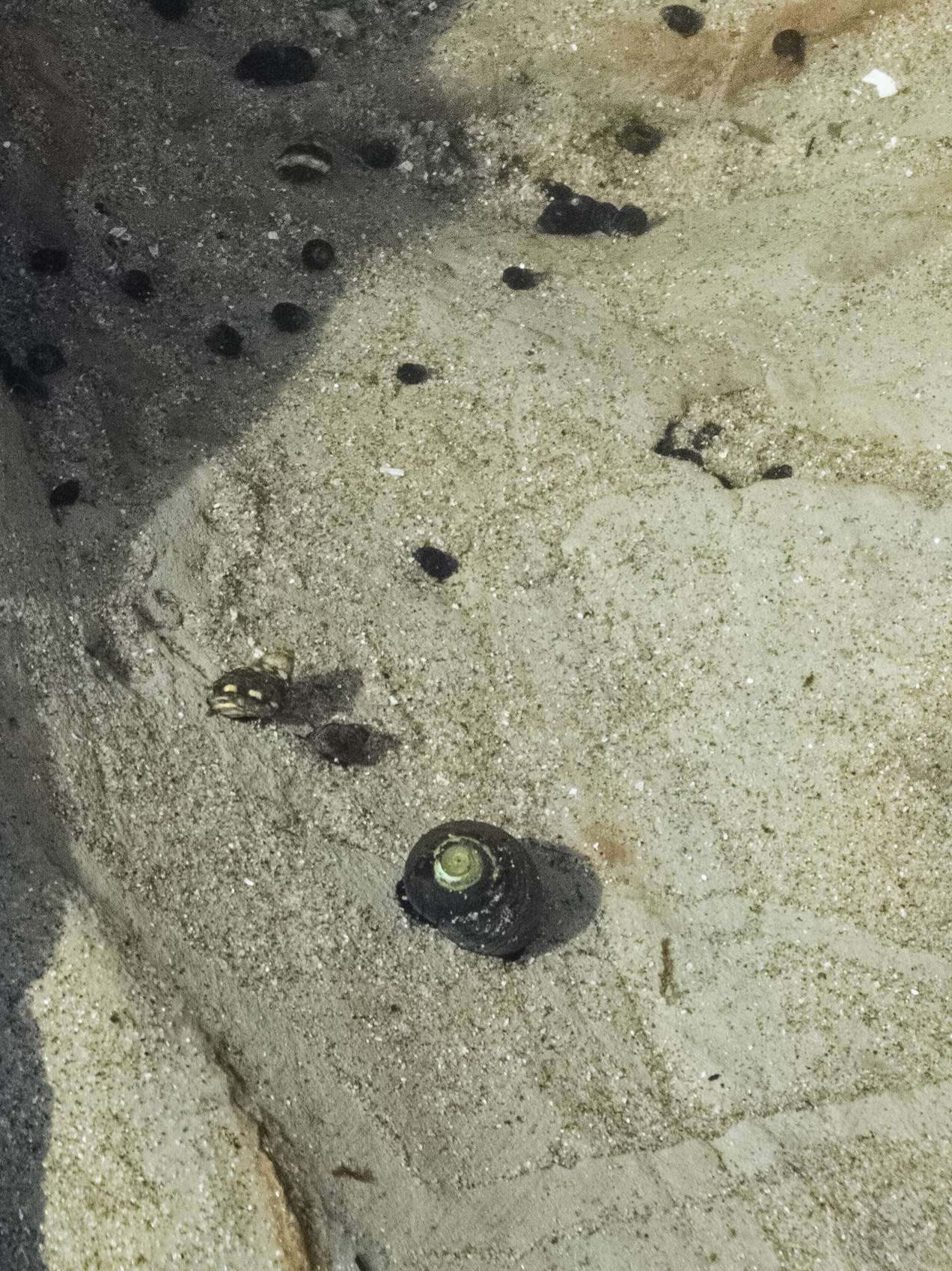 Natural Bridges State Beach