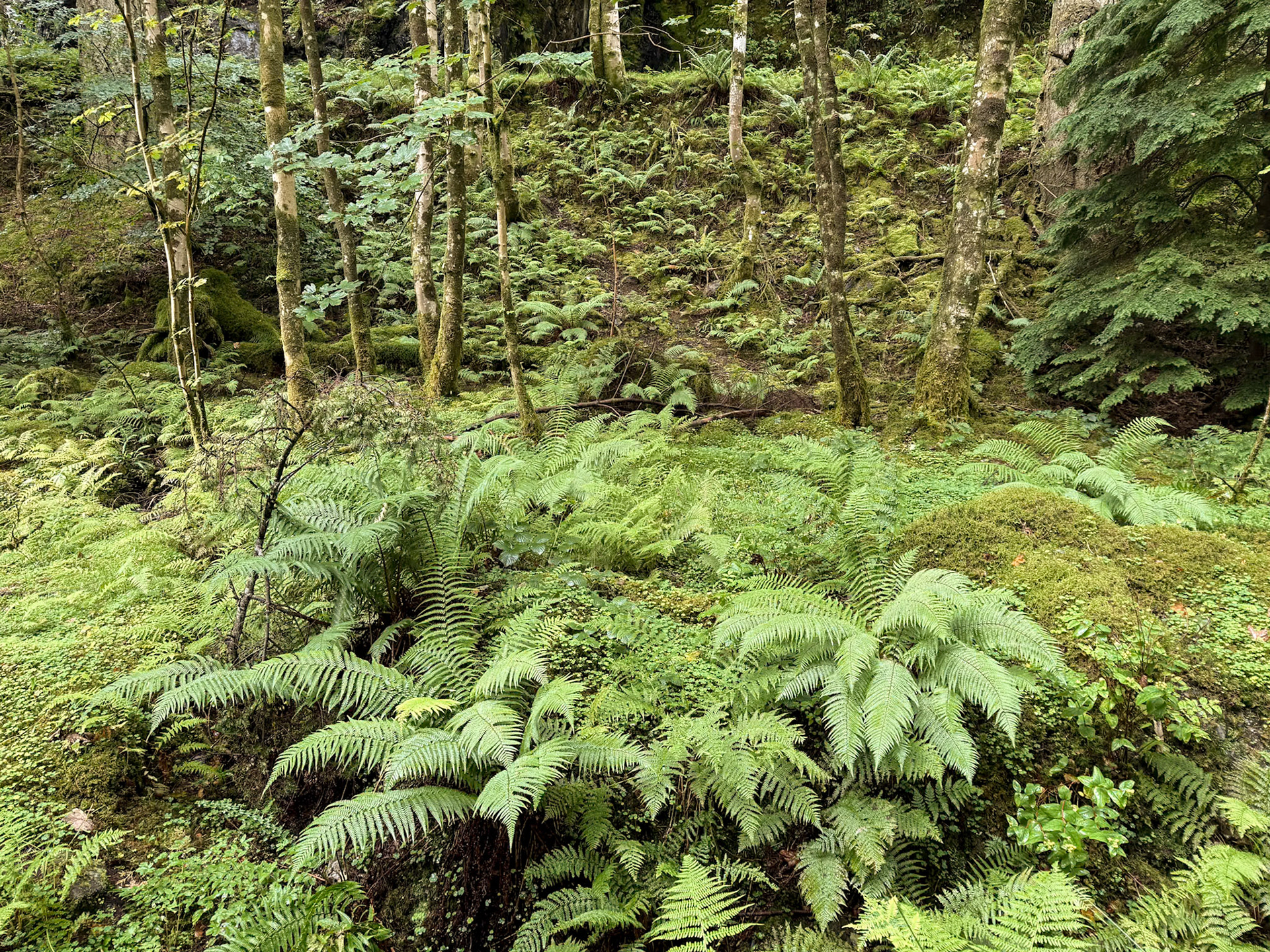 Benmore Botanic Garden.