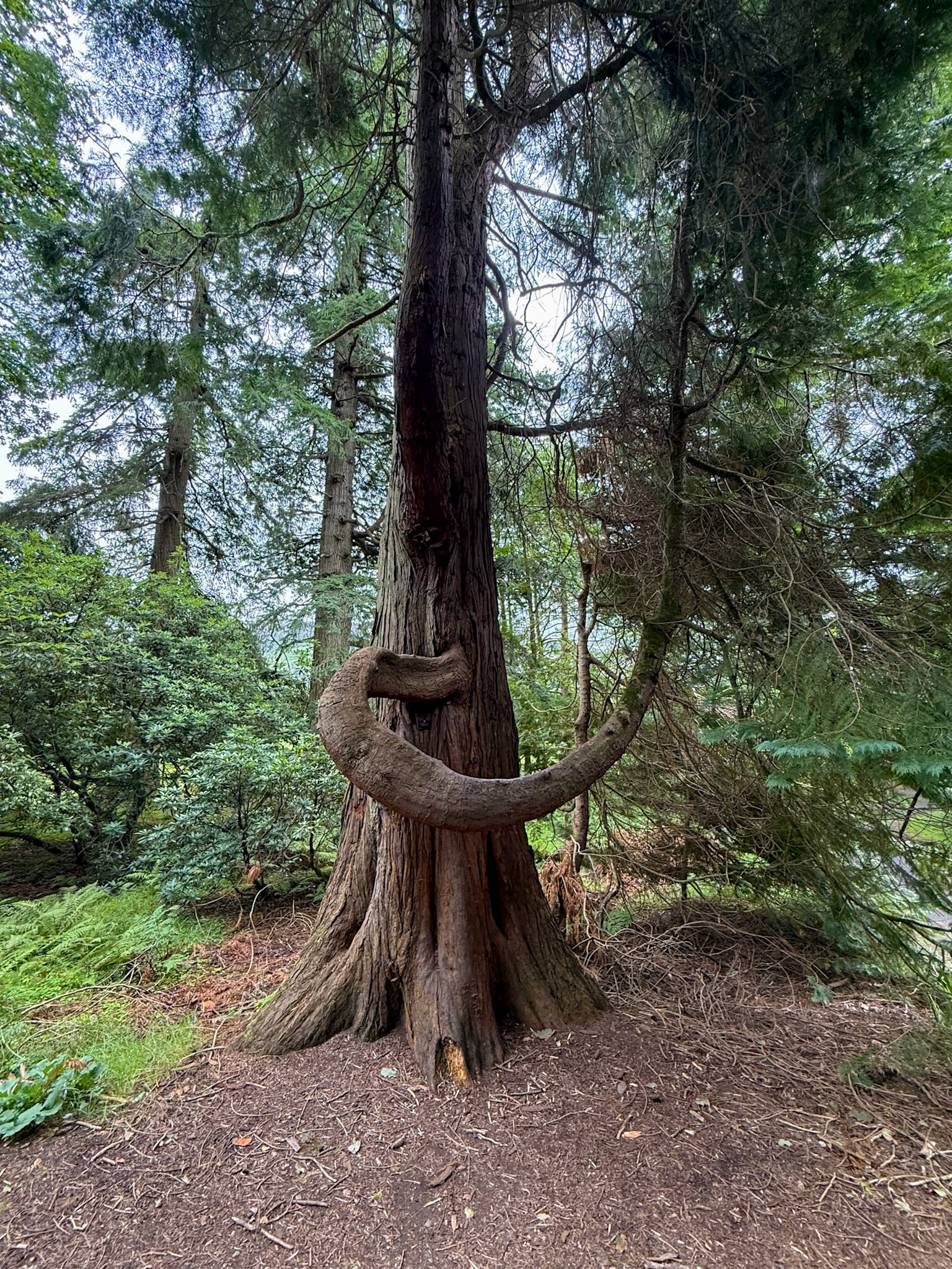 Benmore Botanic Garden.