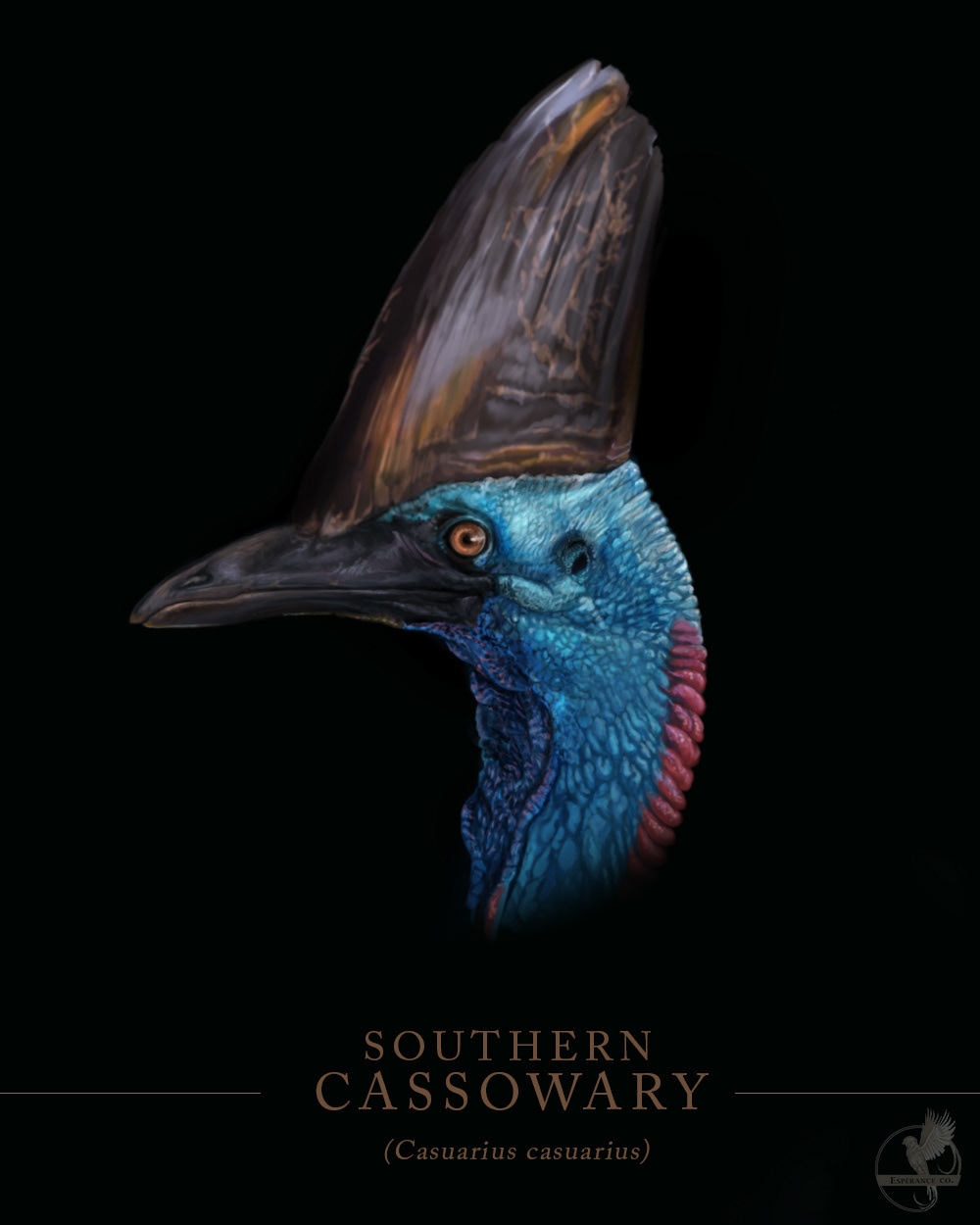 Souther Cassowary (Male)