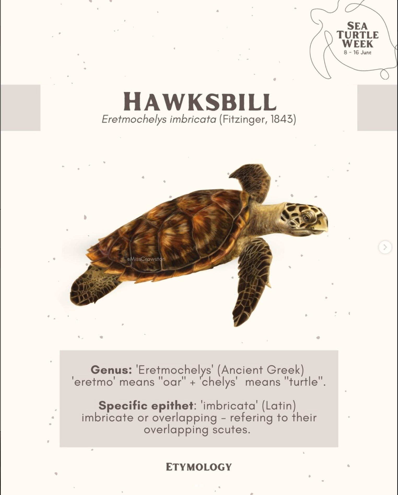 Hawksbill