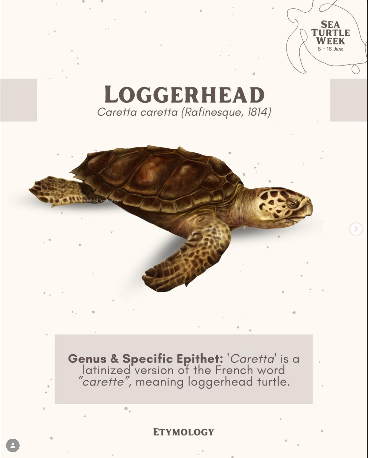 Loggerhead