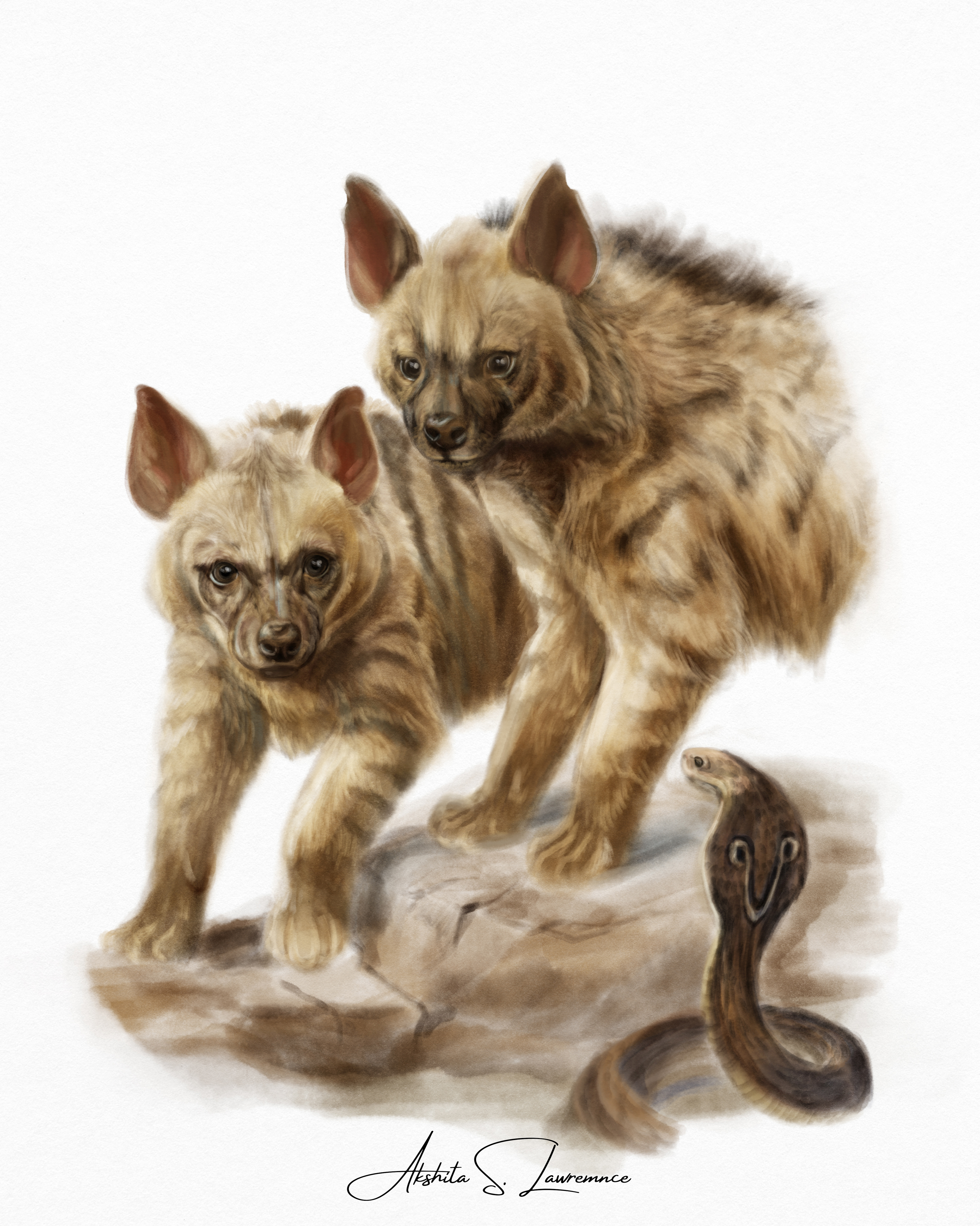 Striped Hyena with Spectacle Cobra