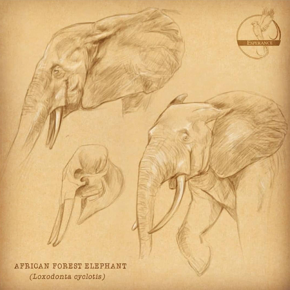 African Forest Elephant