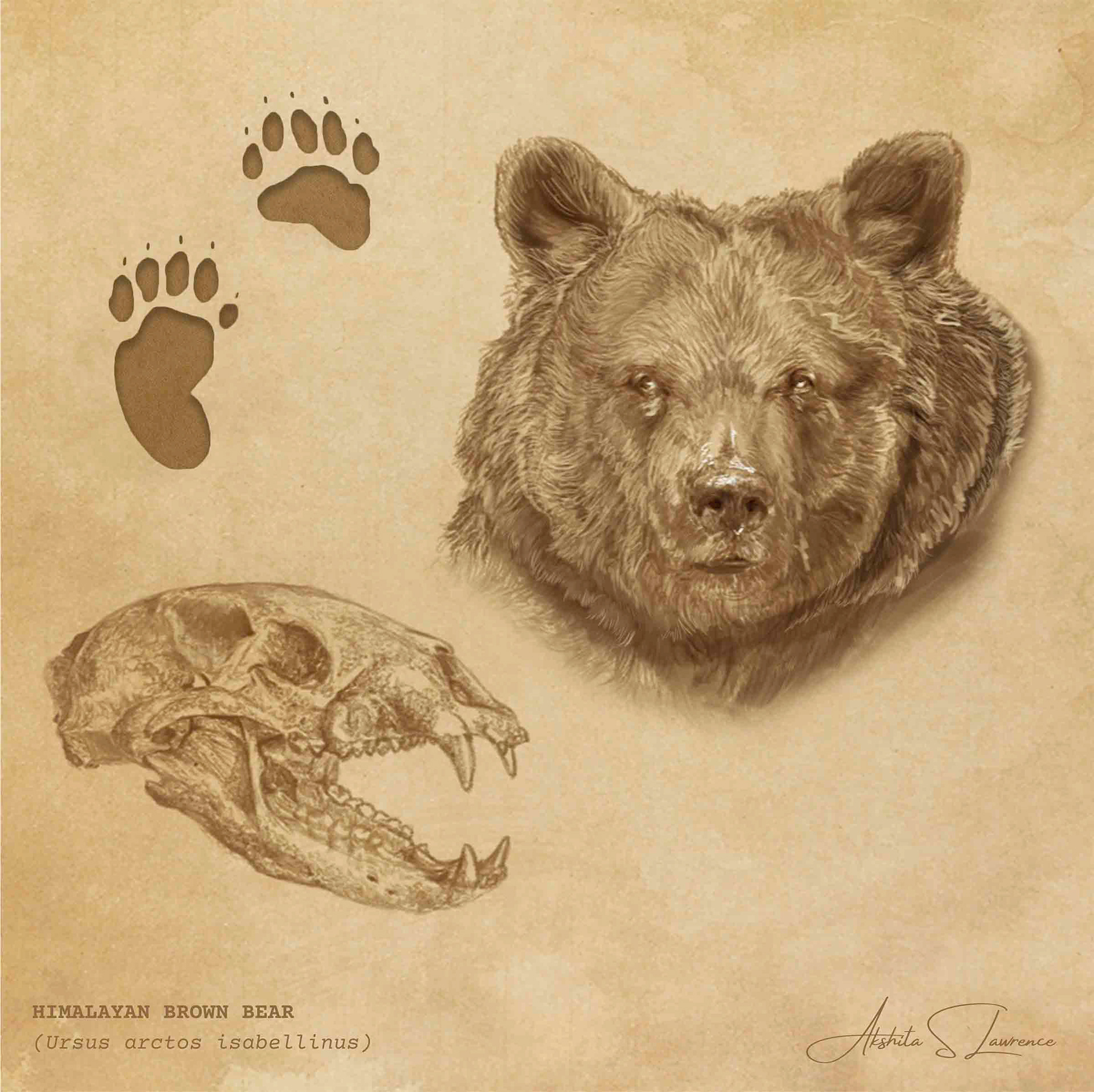 Himalayan Brown Bear