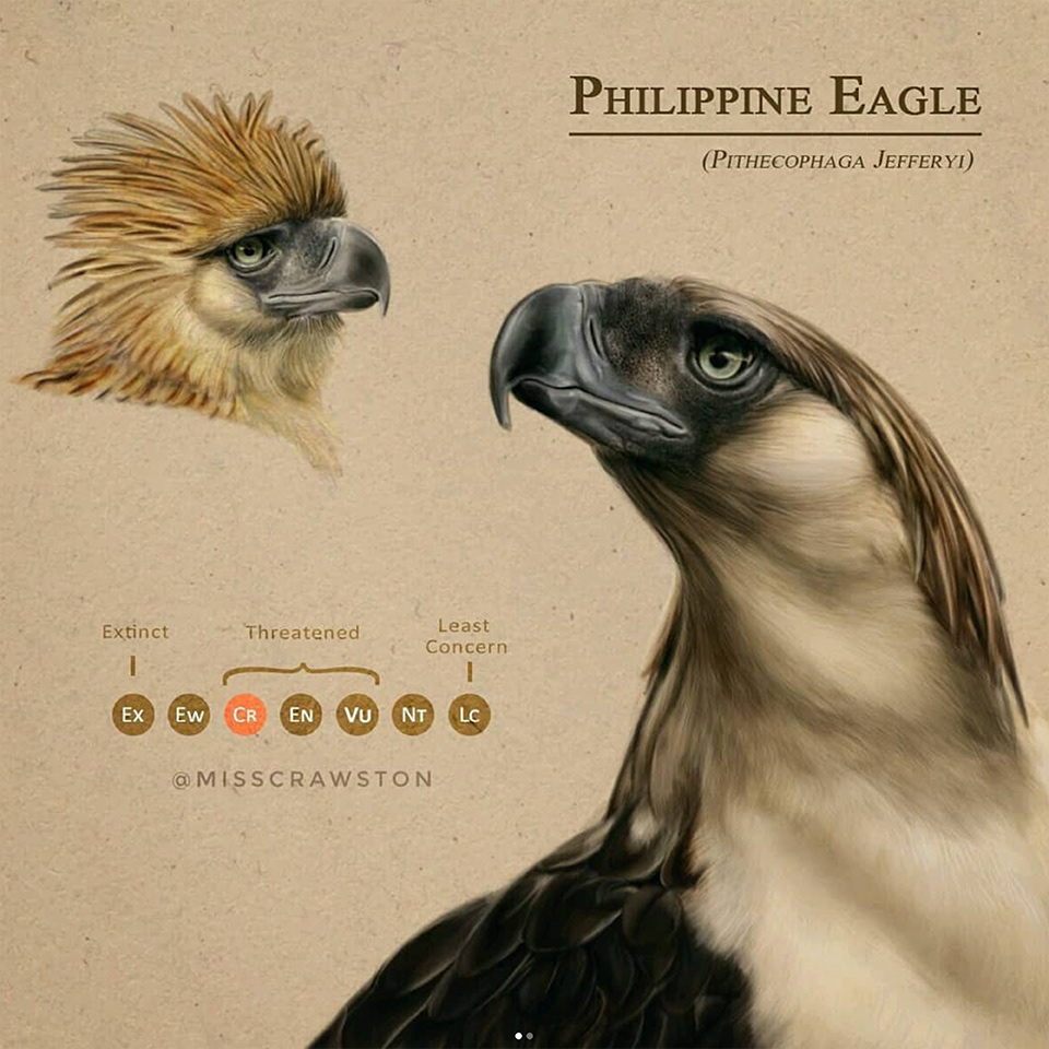 Philippine Eagle