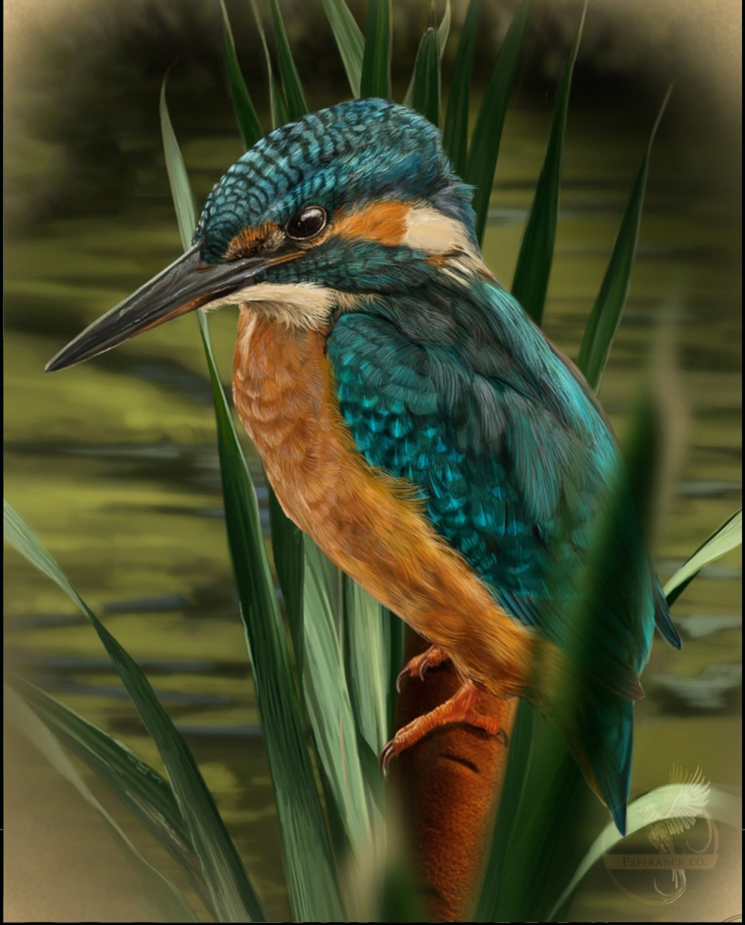 Common Kingfisher (Female)