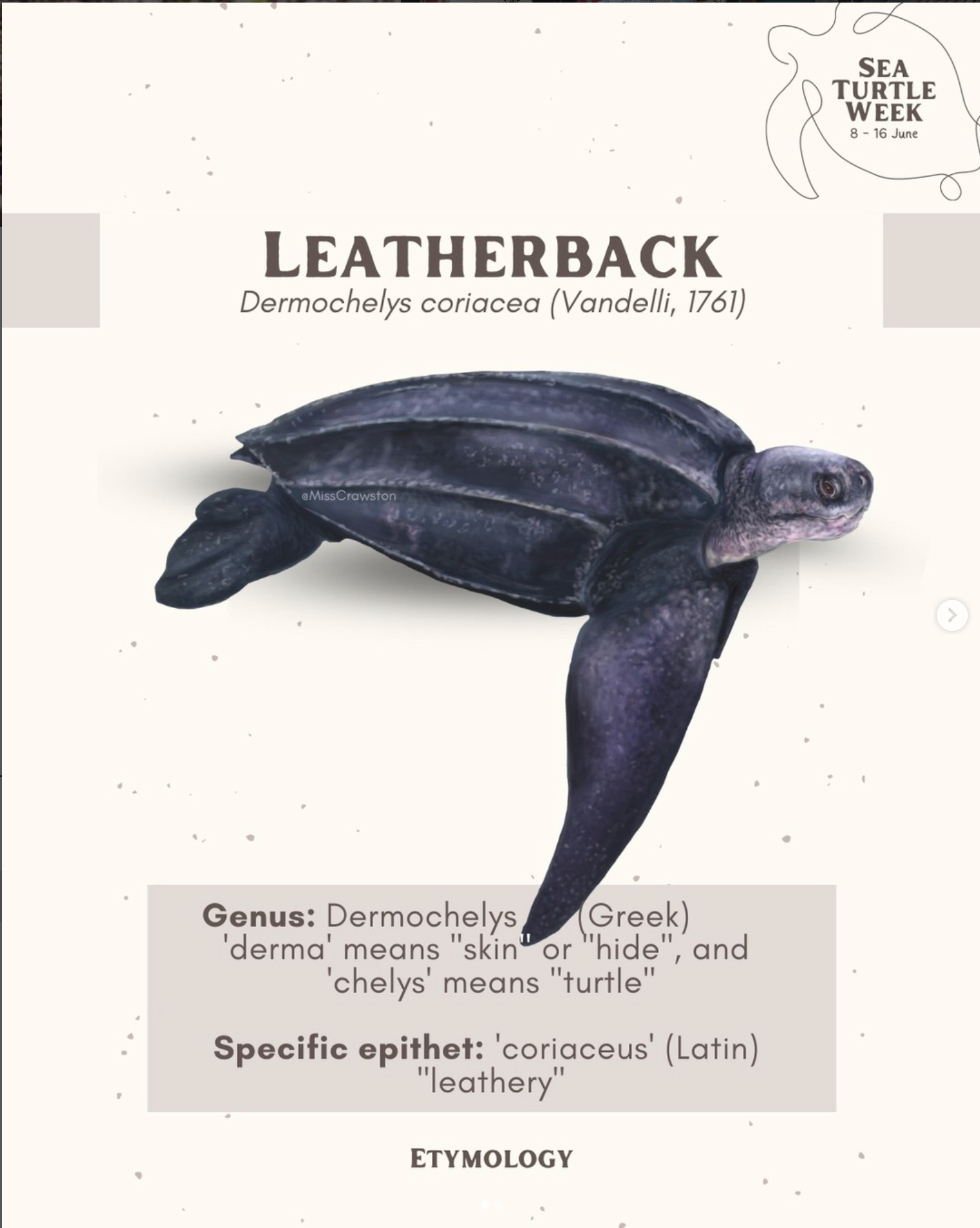 Leatherback