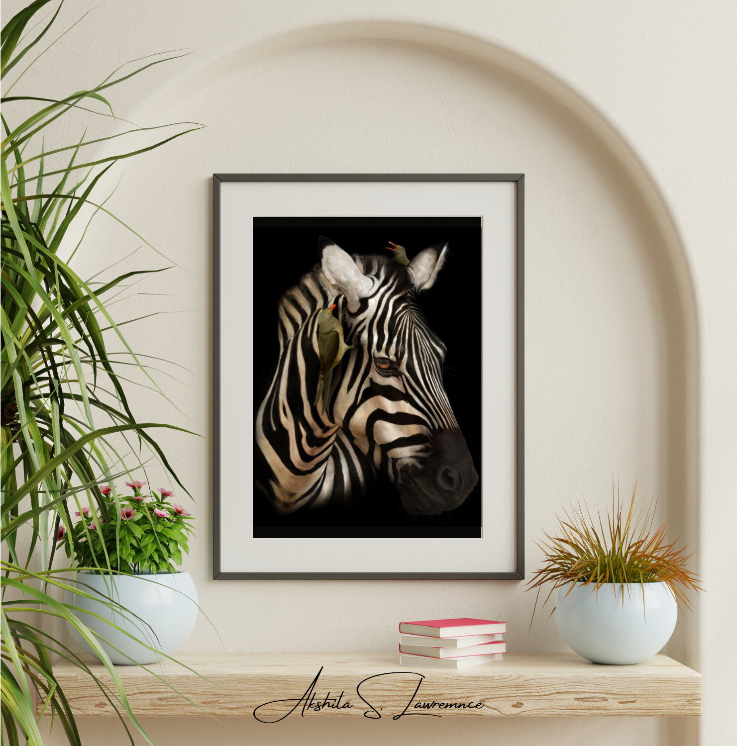 Plains Zebra