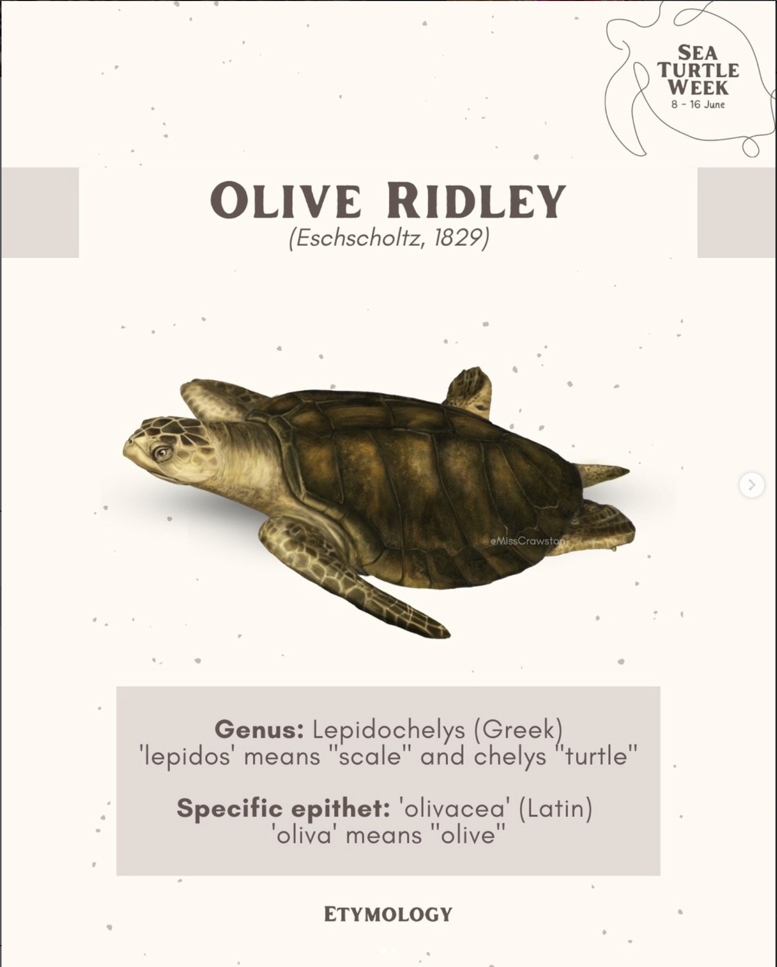 Olive Ridley
