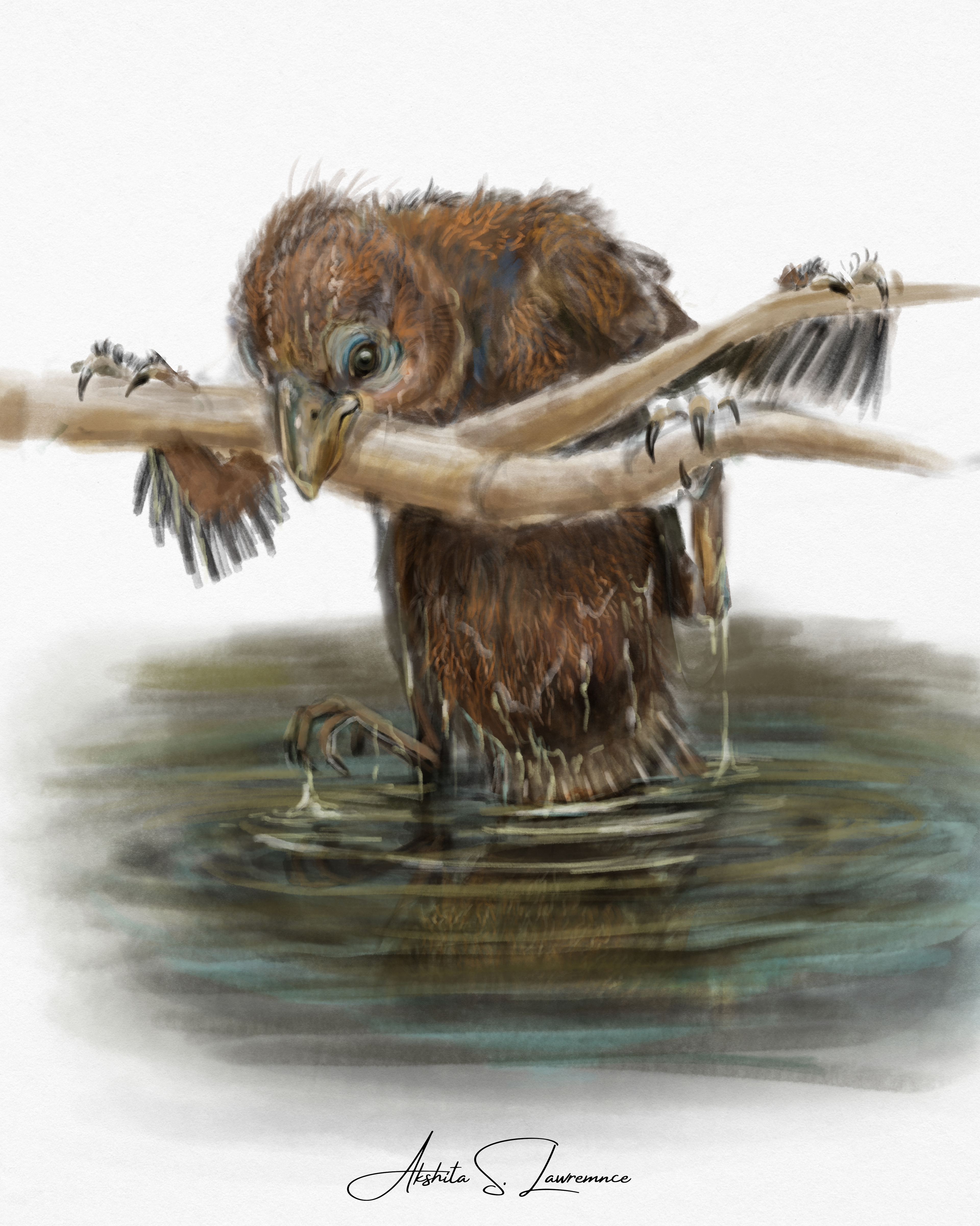 Hoatzin Chick using it's claws