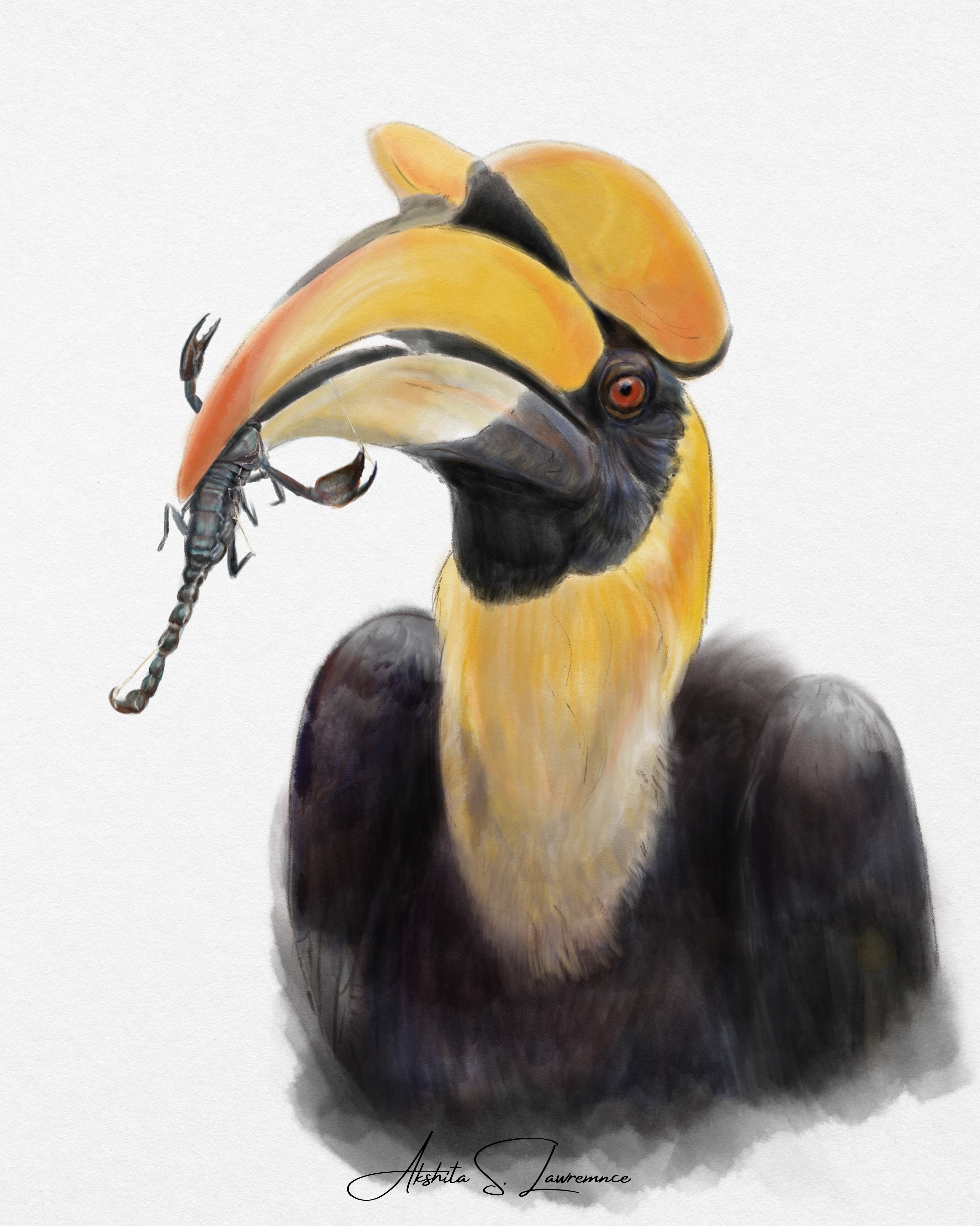 Great Hornbill