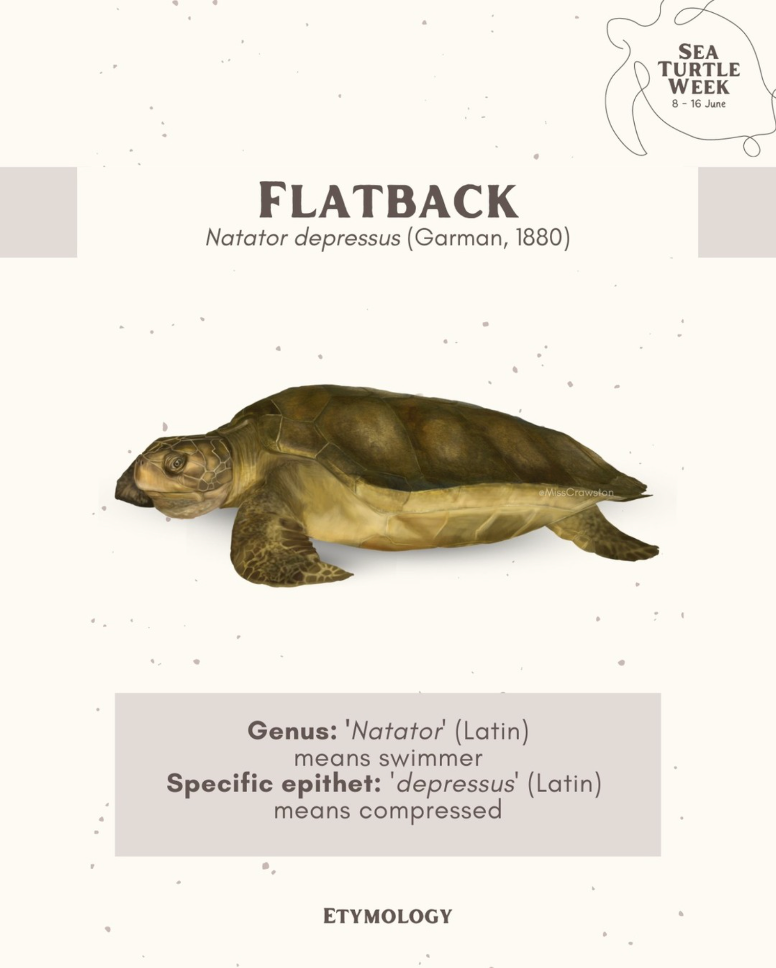 Flatback